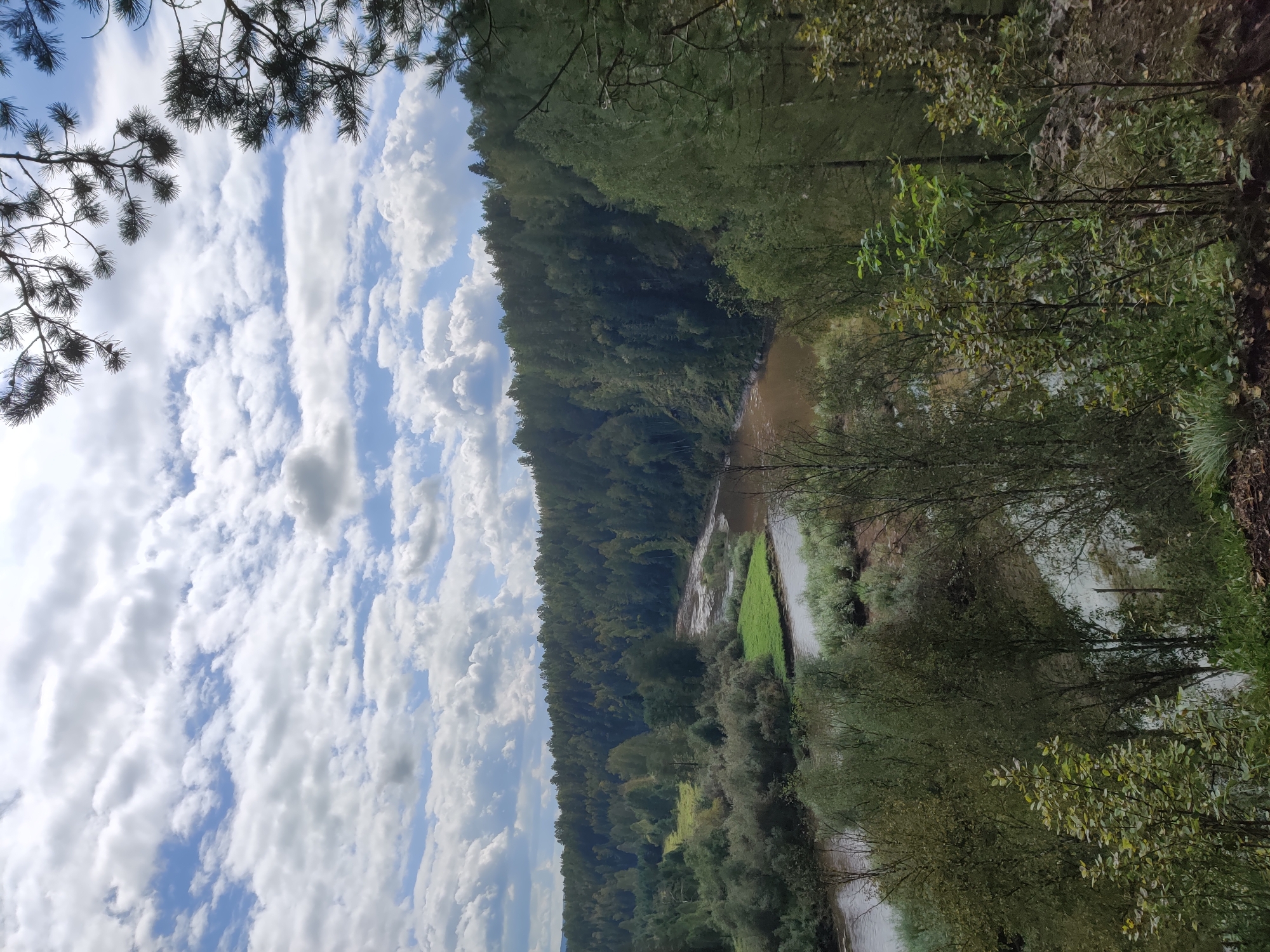 The image depicts a wide, meandering river flowing through a lush, forested valley. The river's water is a murky brown, suggesting it is carrying sediment. The banks of the river are lined with dense vegetation, including trees, shrubs, and grass. In the foreground, pine branches hang over the scene, framing the view. The sky is partly cloudy, with patches of blue visible between white, puffy clouds. The overall impression is one of a remote, natural landscape, likely in the Bazhukovo, Russia region given the context provided. There are no people or animals visible in the image, and no man-made structures are apparent. The scene appears tranquil and undisturbed.