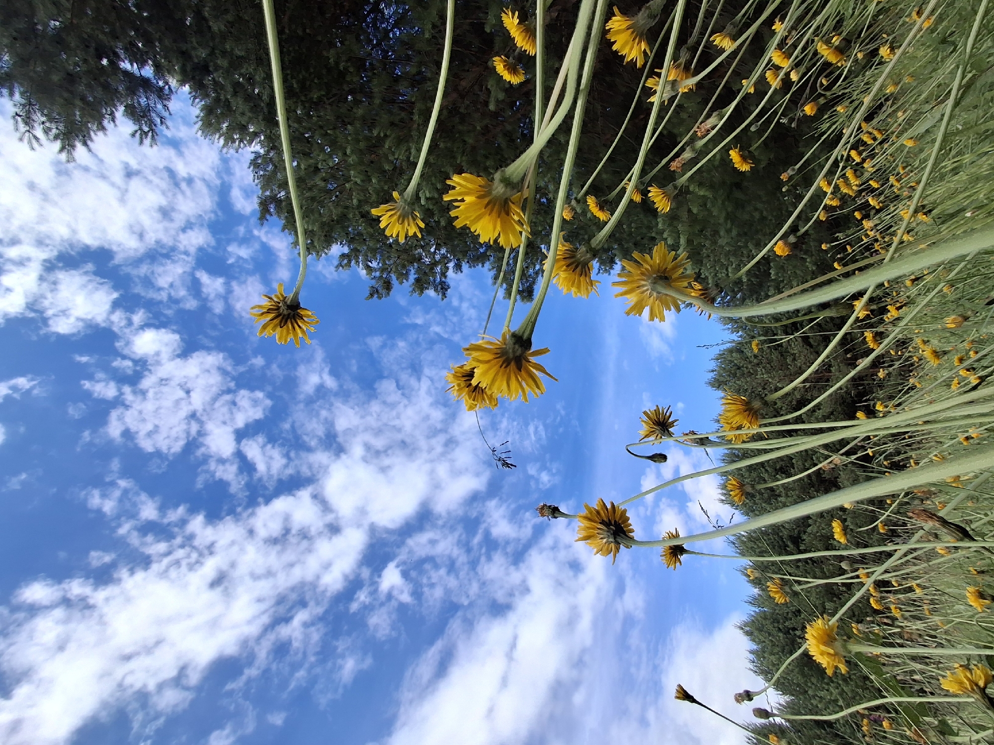 This media file is a low-angle shot of yellow flowers and their stems reaching upwards towards a blue sky dotted with white clouds. The flowers appear to be dandelions or a similar species with many thin petals. The scene is oriented such that the sky is above, and the ground with vegetation and trees is below and to the sides, giving a sense of looking up from beneath the flowers. The flowers and stems are predominantly in the foreground and midground, with the sky occupying the upper portion of the frame. In the background, there is dark green foliage, likely trees or dense shrubs.
The lighting suggests it is daytime, possibly midday or late afternoon, given the bright sky and clear visibility. The presence of clouds indicates a day with varied weather conditions, not completely overcast nor perfectly clear. The angle of the shot, looking up from near ground level, creates a dramatic perspective, emphasizing the height and upward growth of the flowers. There is no visible text in the image. The scene evokes a feeling of nature's vibrancy and the expansive sky. Without further information, specific details about the exact location beyond "Chaikovsky, Russia" cannot be determined from the visual content alone, though the types of flowers and foliage might be characteristic of the region.