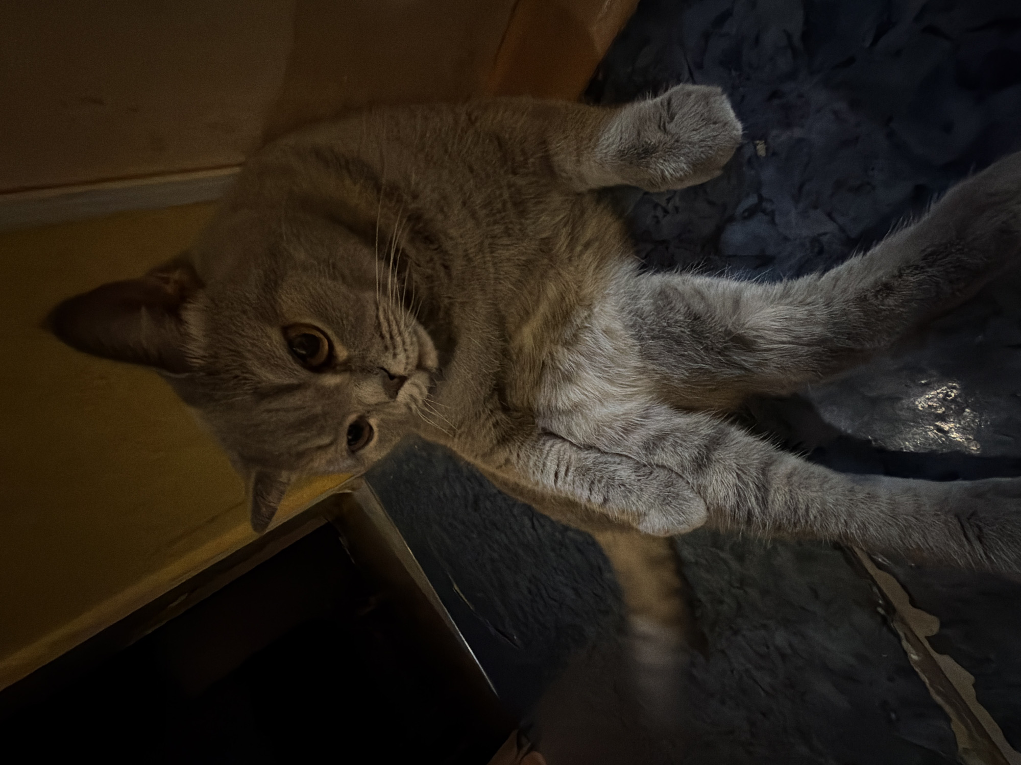 A light gray or lilac-colored cat with large, round amber eyes is the central subject of this indoor photograph. The cat appears to be a British Shorthair due to its distinctive features and plush fur. It is lying on its back, stretching out with its front paws relaxed and rear paws extended, suggesting a comfortable and trusting pose. Its head is tilted sharply upward, and it looks directly at the camera with an alert and curious expression. Long white whiskers are visible around its muzzle.
The cat is resting on a dark, textured surface, possibly a navy blue or black blanket, rug, or pet bed. To the upper left and behind the cat's head, there's a warm-toned, lighter surface, likely a wooden floor or wall. The lower right portion of the image shows darker shadows, indicating other elements of the indoor setting. The overall lighting is dim, suggesting it might be evening or a dimly lit room, creating a cozy and intimate atmosphere. No specific location cues for Perm, Russia, are visible within the frame, but the scene depicts a domestic indoor setting. There is no visible text in the image.