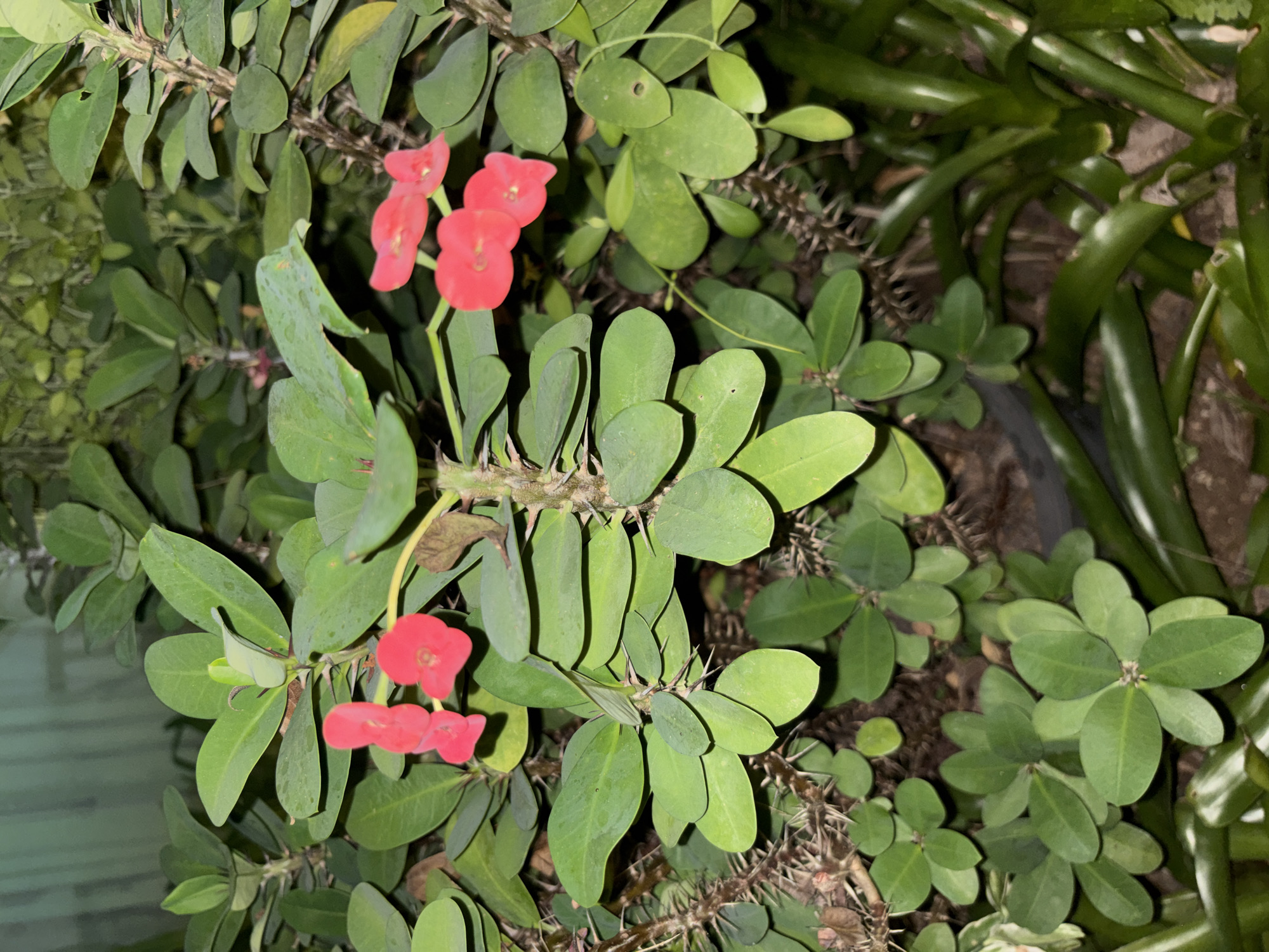 This is a close-up, eye-level, vertical, medium shot of a flowering plant, likely Crown of Thorns (Euphorbia milii), taken outdoors in Chalong, Thailand, at night. The plant is characterized by its thorny stems, ovate green leaves, and clusters of small, vibrant red bracts (often mistaken for petals). Several red flower clusters are visible, with the most prominent ones in the upper left and center of the frame. The background consists of dark foliage and appears to be a garden setting. The lighting is artificial, suggesting it was taken with a flash or under artificial light at night. The foreground shows more of the plant's leaves and some bromeliad-like plants. No people or animals are present.