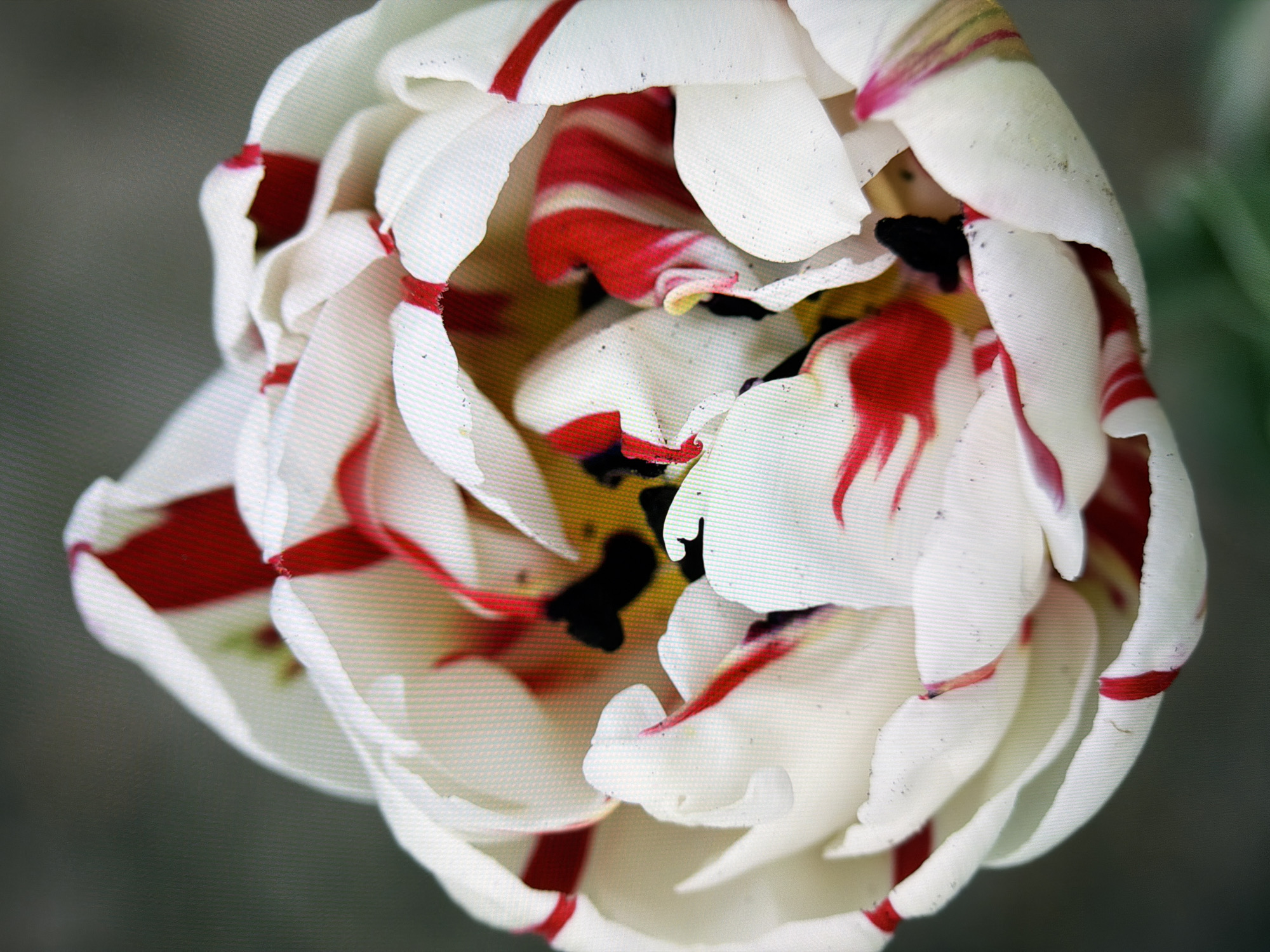 The image shows a close-up, top-down view of a white tulip with red streaks. The tulip is in bloom, with its petals unfurled. The center of the flower reveals dark anthers and a yellow pistil. The background is a blurred, neutral gray-green, suggesting an outdoor setting. There is no indication of the location within Kyiv, Ukraine, or any people, actions, or interactions.