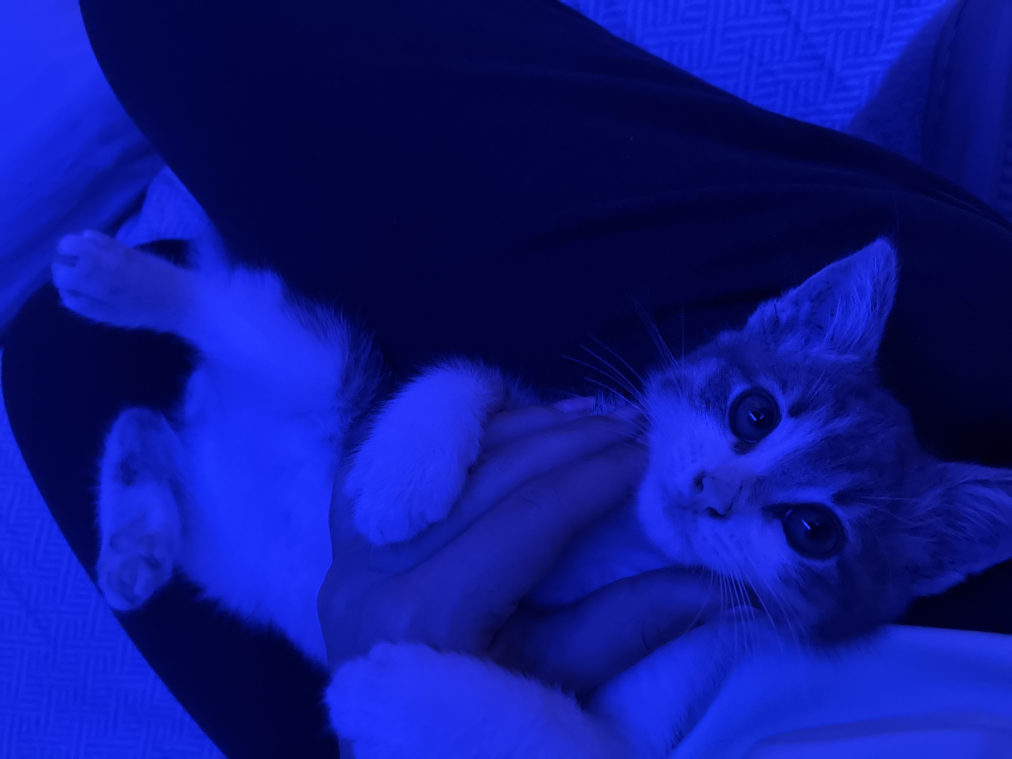 An overhead shot shows a person's hand petting a light-colored kitten, which is held upside down in the person's lap. The kitten's paws are visible, and its face is turned towards the camera, with large, dark eyes. The scene is illuminated by a blue light, which casts a shadow on the kitten's face and makes the background appear dark blue. The person is wearing dark pants, and the kitten appears to be resting on their legs. The environment is not detailed, but appears to be indoors.