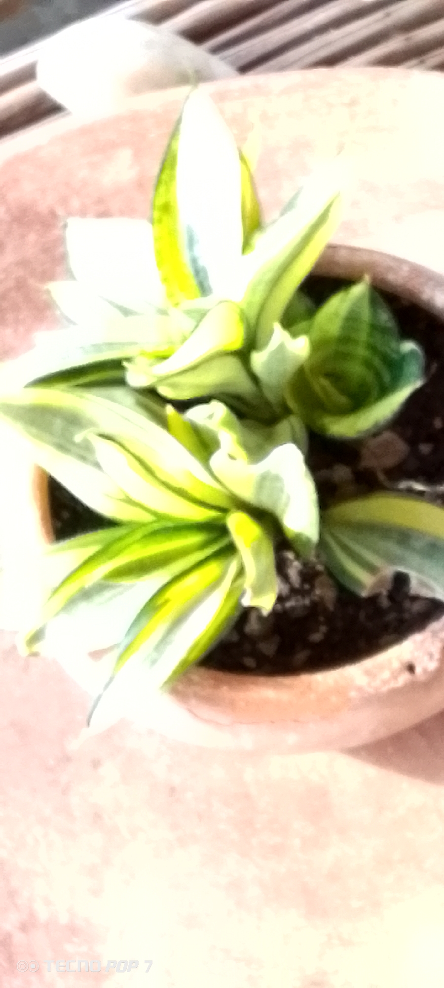 An overhead shot captures a potted snake plant with variegated green and yellow leaves. The plant is situated in a terracotta pot filled with dark soil. The pot rests on a surface that appears to be made of concrete or stone, with diagonal lines visible in the upper portion of the frame, possibly indicating a textured surface or shadows. The scene is lit from above, casting subtle shadows. A watermark at the bottom of the image reads "TECNO POP 7". The image does not provide any information about Altagracia, Venezuela.