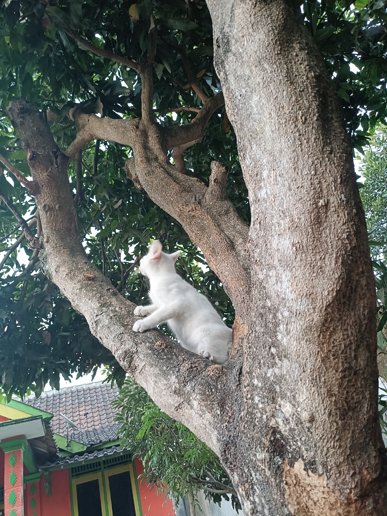 A white cat is perched on a thick branch of a large tree, its body angled to the left, looking upwards. The cat's front paws are visible, gripping the rough bark. The tree has a substantial trunk and several gnarled branches covered in textured bark. Lush green leaves from the tree create a canopy above and around the cat. In the background, a portion of a building is visible, featuring a tiled roof and orange and green painted walls. The setting appears to be a residential area, likely within the city of Cabean, Indonesia, judging by the architectural style and vegetation. The lighting suggests it is daytime.