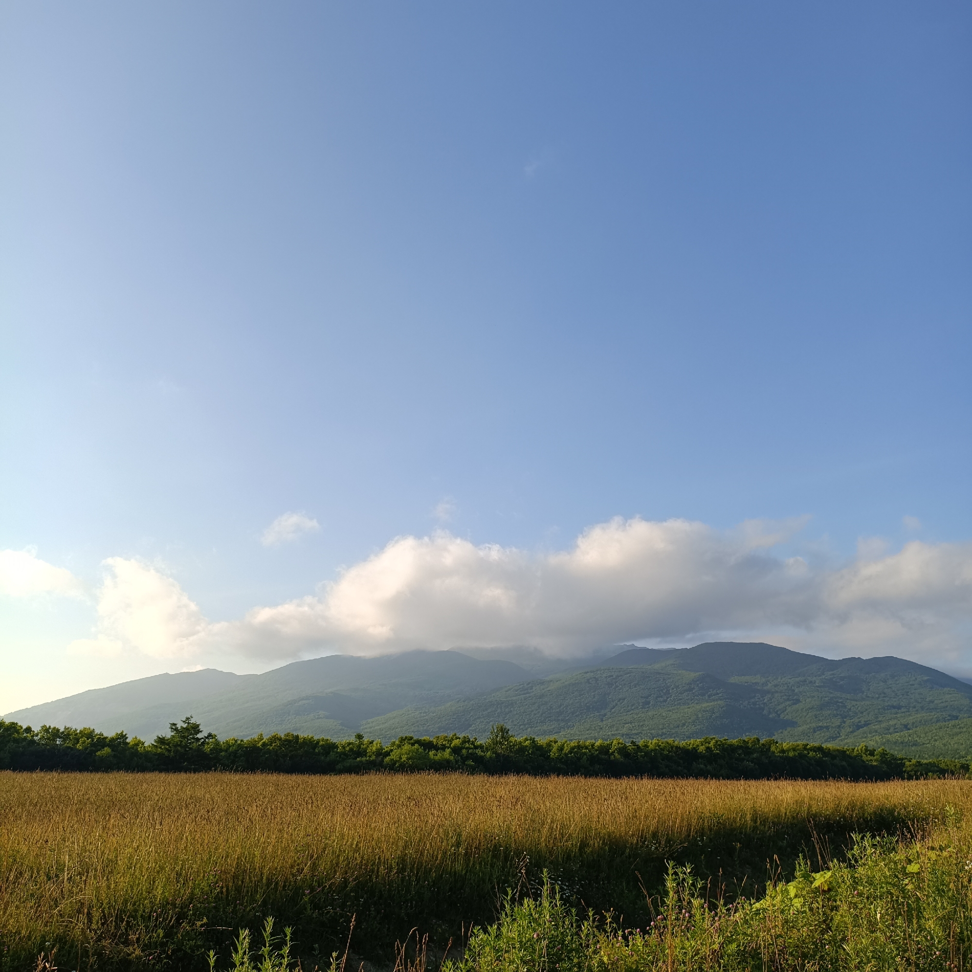 An outdoor, horizontal, eye-level medium shot captures a grassy field in the foreground, with a line of trees and a mountain range in the background. The sky is clear and blue, with a few scattered clouds. The field is filled with tall, golden-brown grass, suggesting it is late summer or early autumn. The trees form a dense, dark green line between the field and the mountains. The mountains themselves are covered in green vegetation and their peaks are partially obscured by clouds. The light suggests it is either early morning or late afternoon, with a soft, warm glow illuminating the scene. The location is identified as Tambovskoe, Russia. There are no people or animals visible in the image.