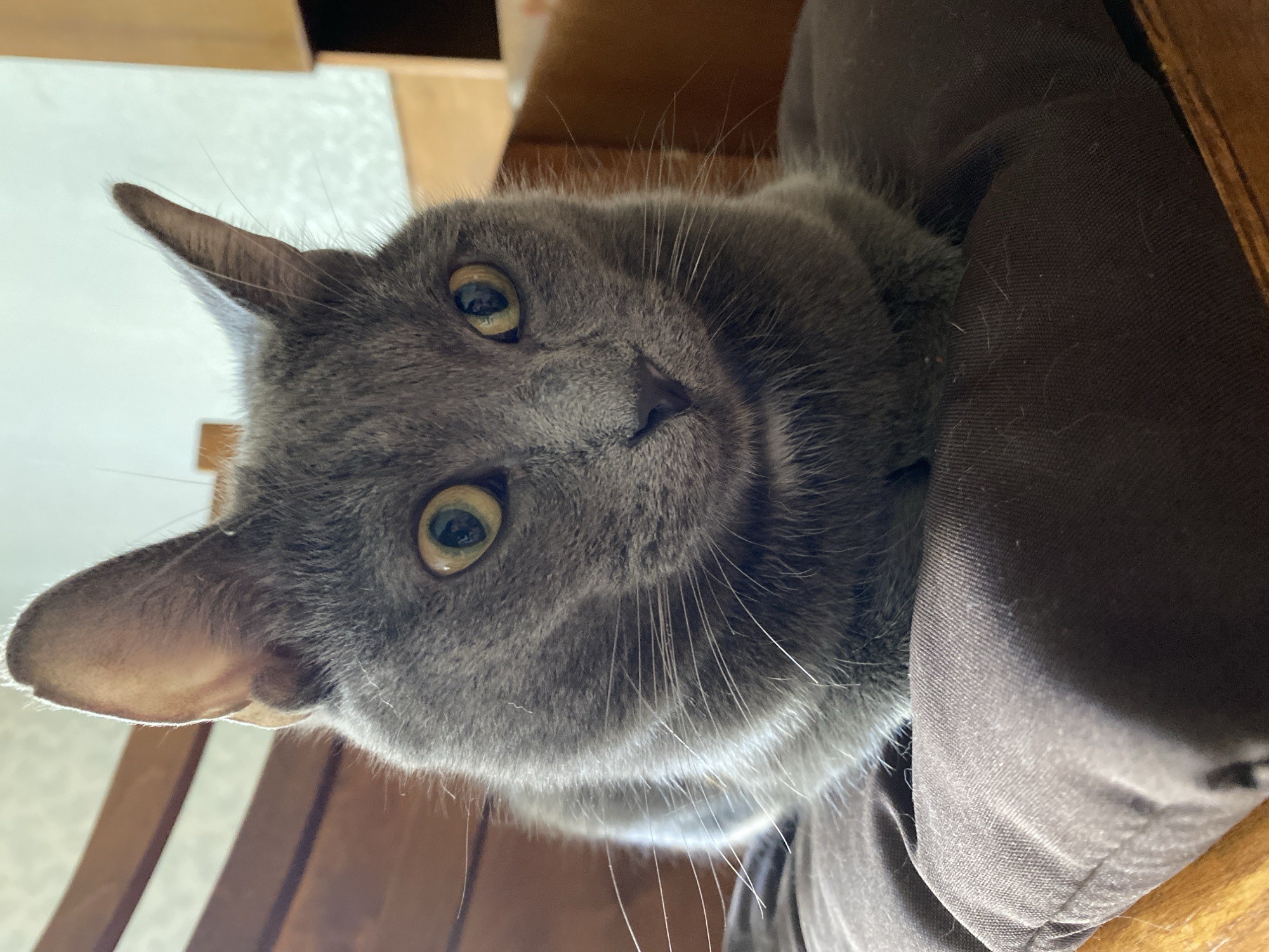 A medium shot shows a gray cat sitting on a brown cushion. The cat is facing the camera, with its head tilted slightly to the right. The cat's eyes are wide and yellow, and its ears are perked up. The cat's fur is short and smooth. The background is blurry, but it appears to be a room with wooden furniture. The lighting is soft and natural, coming from the left side of the image.