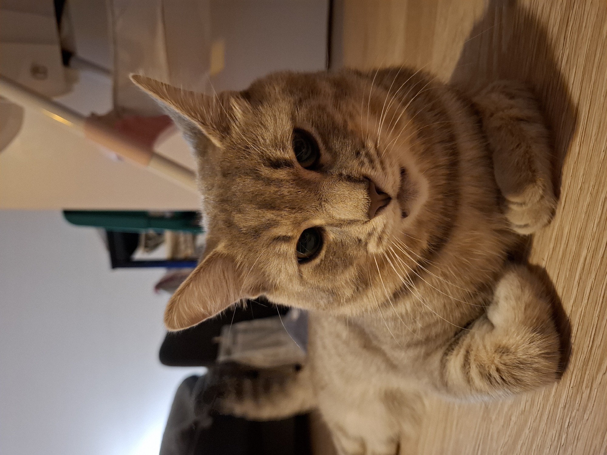 A tan tabby cat with green eyes is lying on a wooden floor in a room. The cat is facing the camera, with its front paws tucked beneath its chest. The background is blurred, but appears to be an indoor setting with furniture. There is no information in the image that suggests this location is in Zemun Urban Municipality, Serbia.