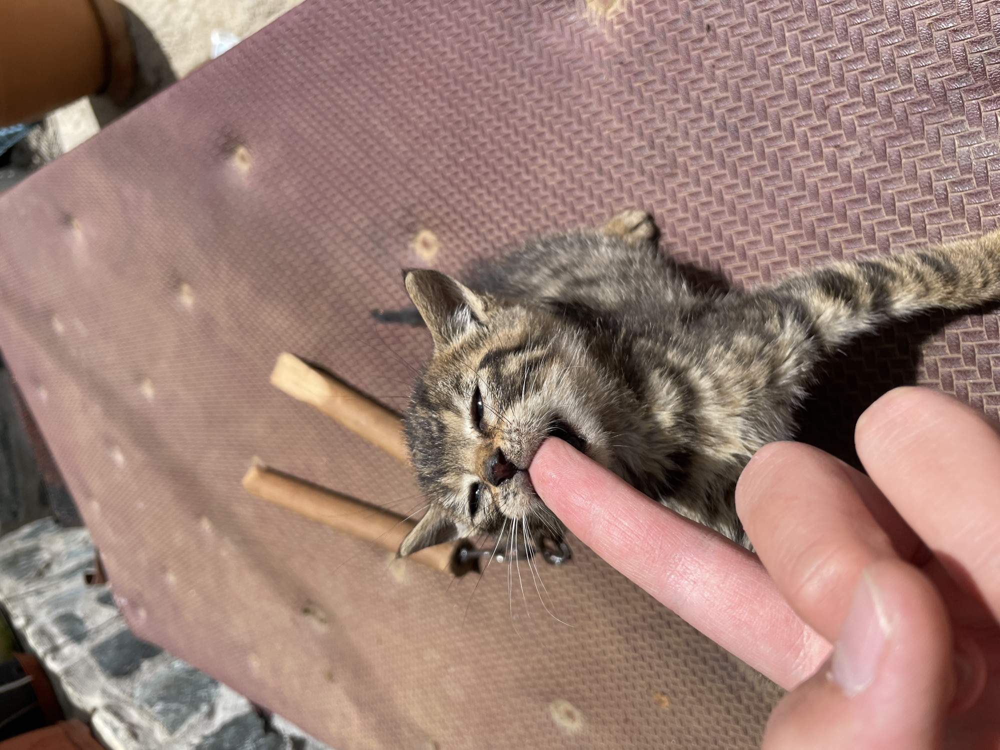A tabby kitten lies on a brown surface, possibly a padded bench or table. A human finger is placed near the kitten's mouth, seemingly interacting with it. Two wooden sticks are also visible next to the kitten. The location is Zlatograd, Bulgaria.