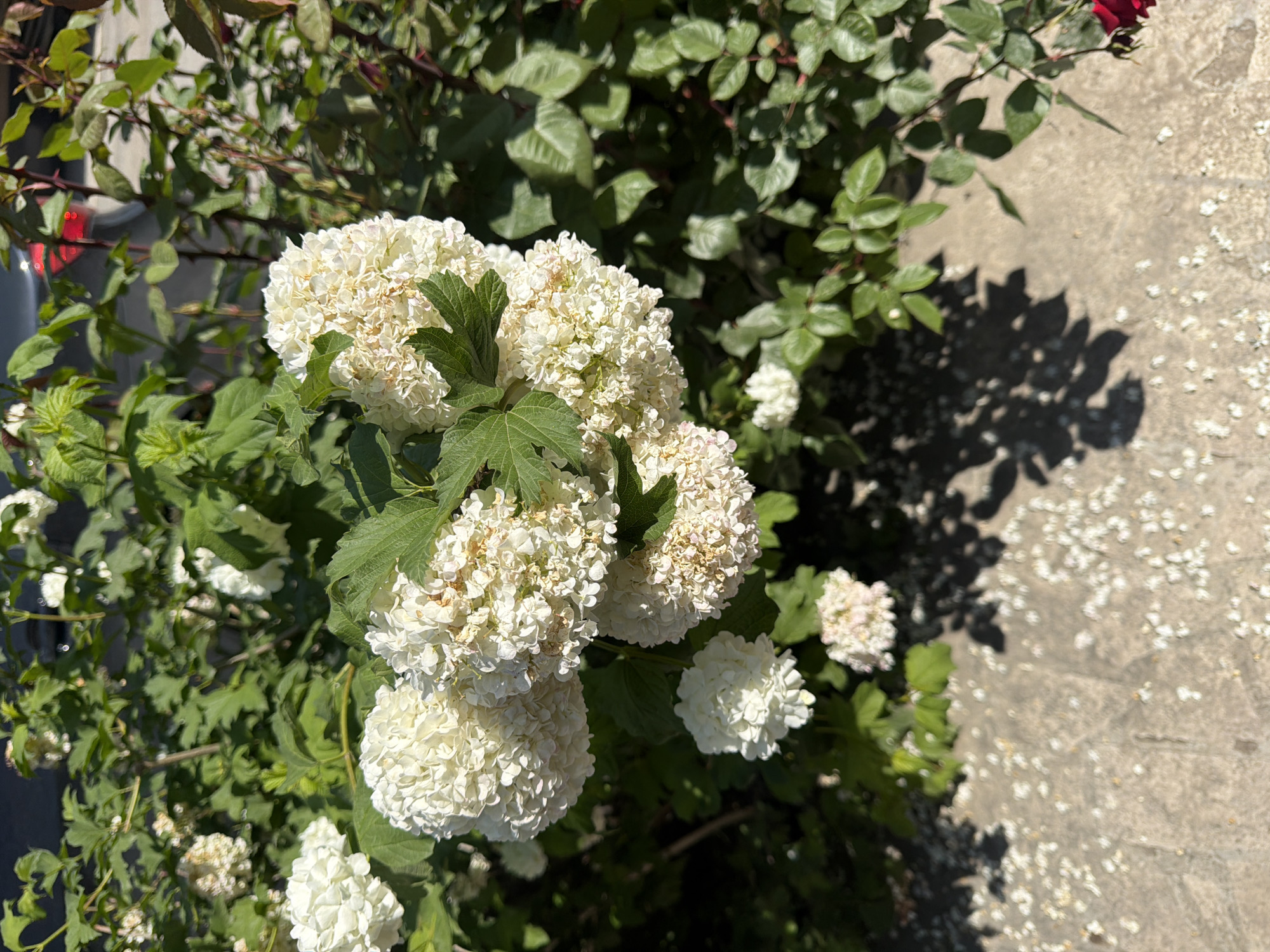The image shows a cluster of white snowball bush flowers (Viburnum opulus 'Roseum') in full bloom. The flowers are spherical, dense, and mostly white, with some having a slightly cream or beige tint. Green leaves are visible among the flowers and in the background. The background consists of other greenery, possibly shrubs or trees with smaller leaves. A section of concrete ground is visible, with shadows of the leaves cast upon it. Scattered white petals are also present on the ground. Based on the request, the location is presumed to be Dimitrov, Armenia, though there is no information in the image to corroborate the claim. The image mainly showcases the floral arrangement in natural lighting. There are no people, interactions, or specific actions depicted.