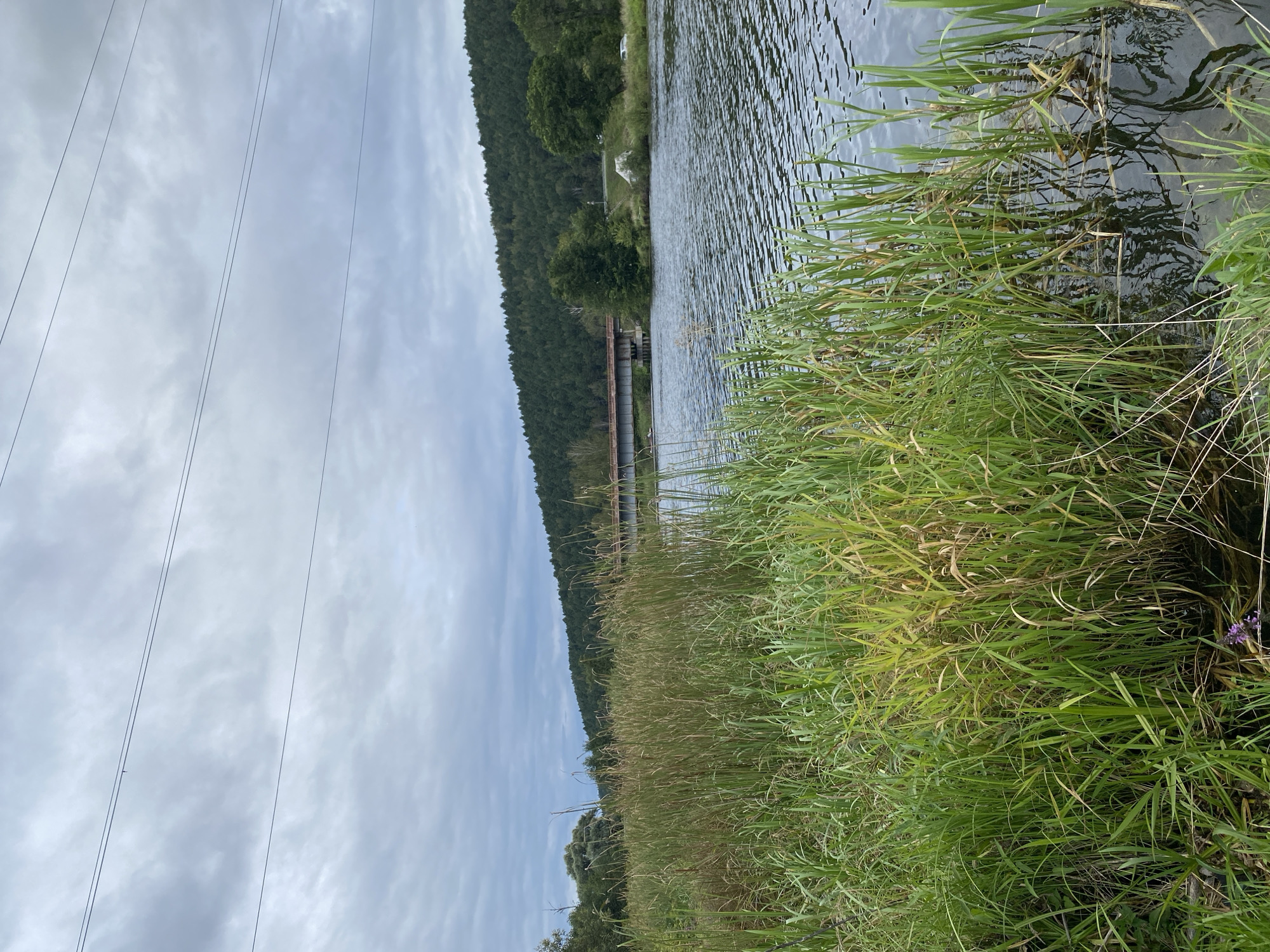 In Baiki, Russia, a wide river flows under an overcast sky. The foreground is dominated by dense, tall green and yellow reeds lining the riverbank. A bridge, appearing to be made of metal with red-painted supports, spans the water in the mid-ground. Beyond the bridge, a lush, green, tree-covered hillside rises, its slopes a dark, uniform green. The sky is filled with grey clouds, creating a subdued, natural light. The water's surface is rippled, reflecting the muted colors of the sky and vegetation. Overhead, three parallel power lines stretch across the frame.