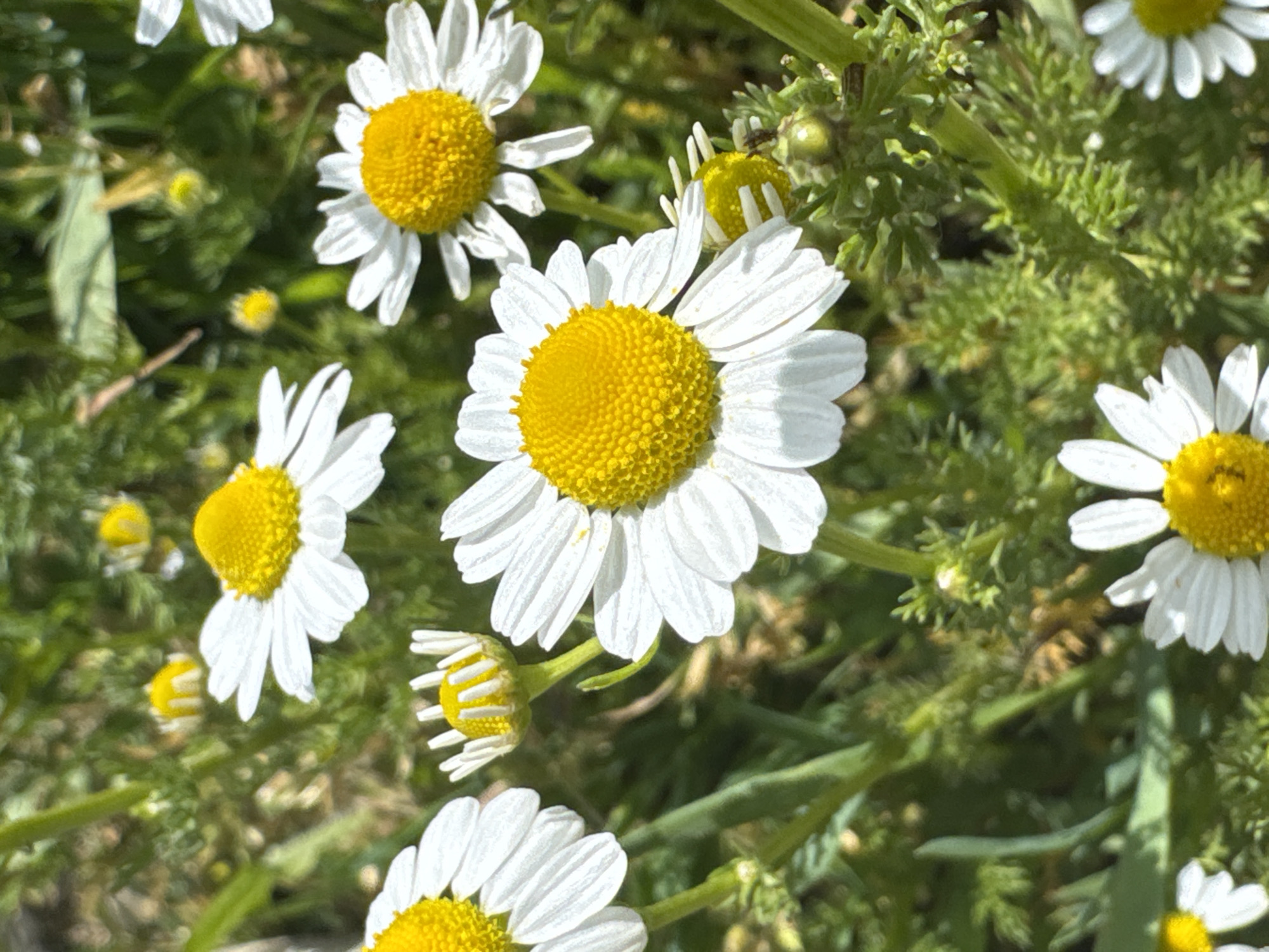 The image shows a field of daisies in Boryana, Bulgaria, on a sunny day. The daisies have white petals and yellow centers. They are surrounded by green foliage.