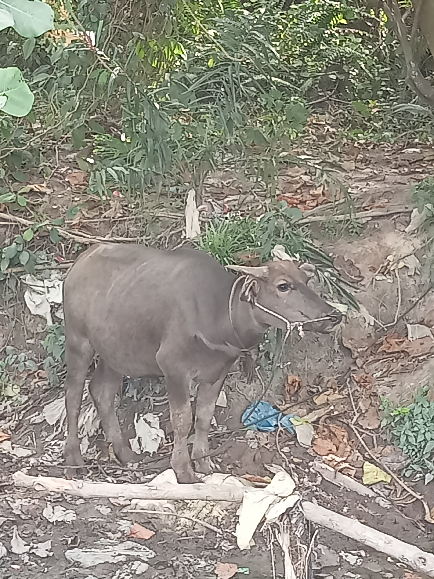 A young, dark-grey water buffalo stands on a muddy embankment with sparse vegetation and scattered debris, including plastic bags. The buffalo is facing left and has a rope tied around its snout and horns. The embankment slopes upwards behind the animal, covered in dirt, leaves, and more vegetation. The ground in the foreground is a mix of mud and debris. The overall scene suggests an outdoor, somewhat unkempt environment, possibly on the outskirts of Teluk Kenidai, Indonesia.