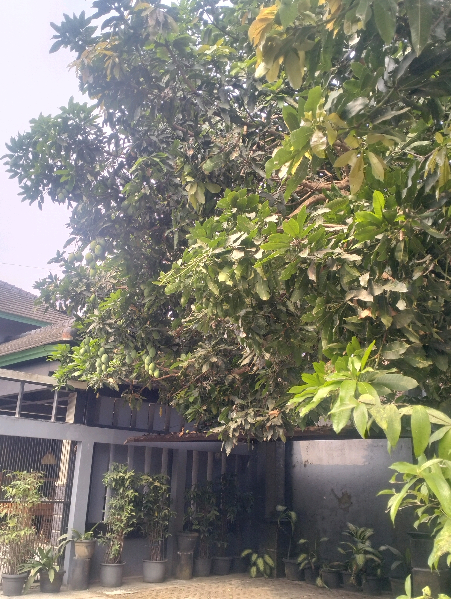The image depicts an outdoor scene in Bojongsari, Indonesia, featuring a large mango tree laden with green fruit. The tree's branches extend over a section of a modern house with a tiled roof and gray walls. Below the tree, several potted plants are arranged along a fence, including bamboo-like plants and other leafy varieties. The ground appears to be paved. The sky is overcast. There are no people visible in the image. The overall impression is of a residential setting with lush vegetation.