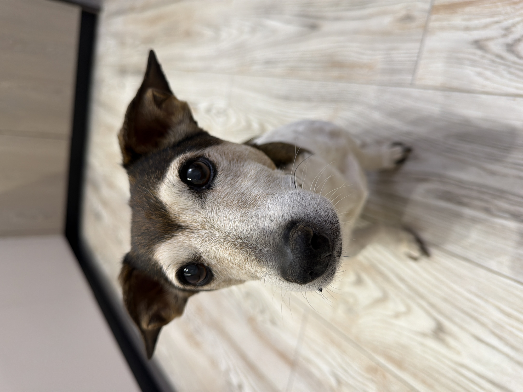 A dog is looking up at the camera. It has a gray and brown head with perked ears, and a black nose. The dog is standing on a light-colored, wood-look floor. A black surface is visible in the upper left corner. The location is not discernible as Dubovaya, Russia.
