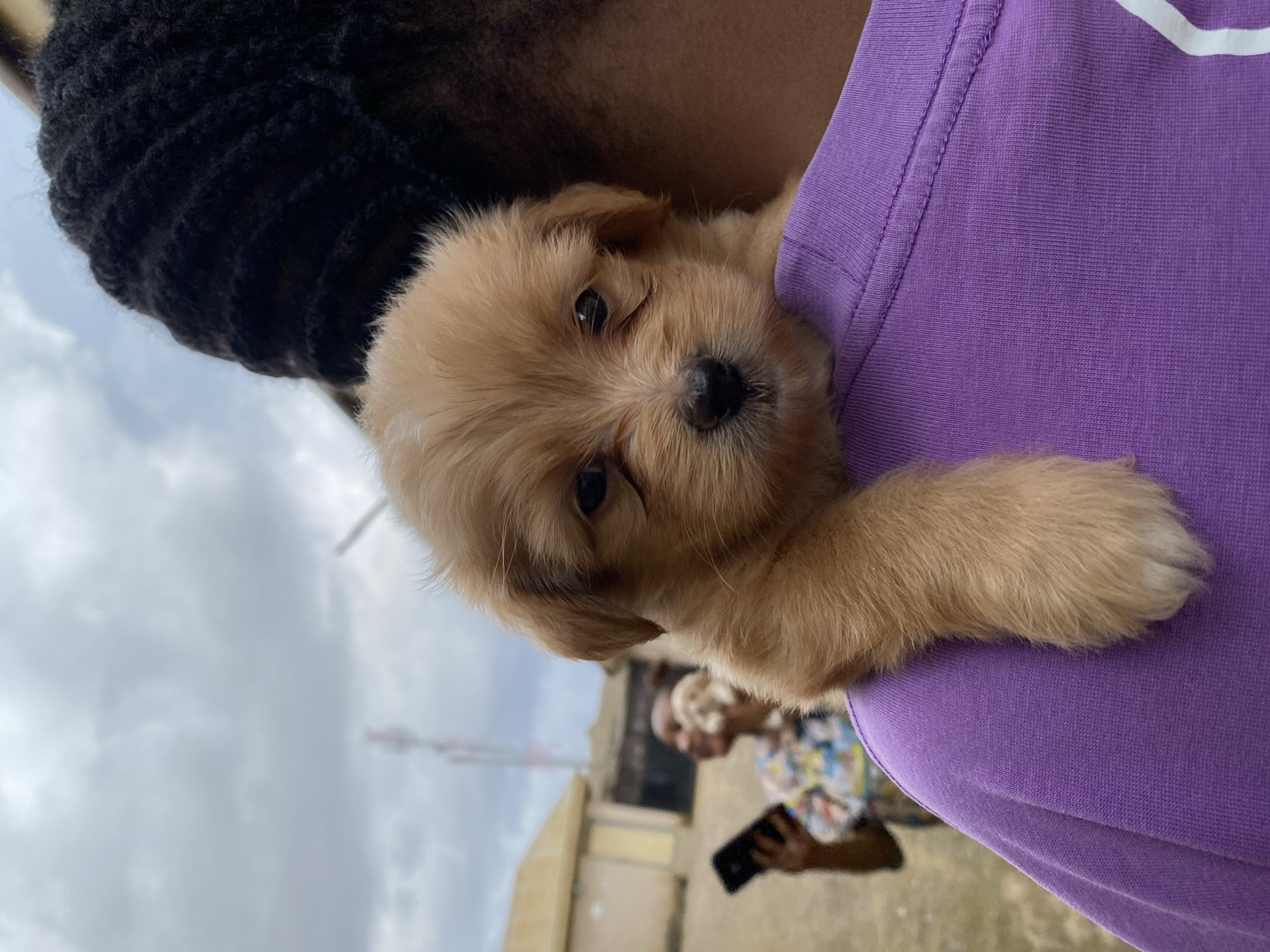 In Jos, Nigeria, a tan-colored puppy is held over the shoulder of a person wearing a purple t-shirt. The puppy's head is facing forward, with its left paw resting on the shoulder. In the background, out of focus, a person is holding a black smartphone, and another person is visible in the distance. Buildings and a cloudy sky are also present.