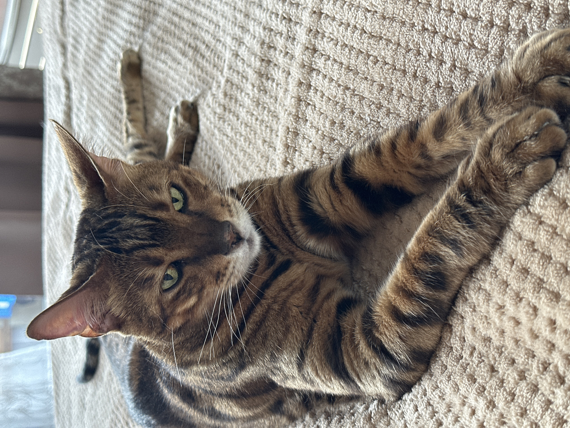 A close-up, eye-level shot shows a brown Bengal cat with black spots and stripes lying on a beige textured blanket. The cat's head is turned towards the viewer, with its green eyes open and looking slightly to the left. Its ears are pointed upwards, and its mouth is slightly open, revealing its pink tongue. The cat's front paws are extended forward, resting on the blanket. The background is out of focus, showing more of the blanket and a hint of a window with sheer curtains. The image does not provide any information about the location in the city of Energetik, Russia.
