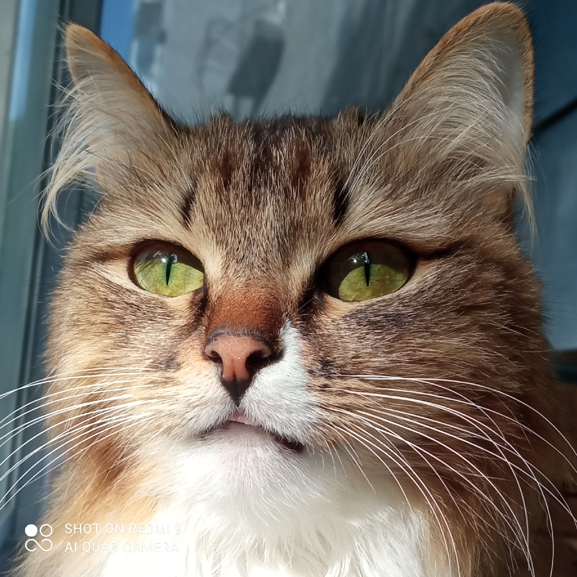 This is a close-up, head-on, medium shot of a long-haired tabby cat. The cat has striking green eyes with vertical pupils, a pink nose, and prominent white whiskers. Its fur is a mix of brown, black, and white, with the white fur concentrated on its chest and around its muzzle. The background is blurred, but appears to be a window with some light coming through, suggesting it might be daytime. The lighting casts a slight shadow on the left side of the cat's face.
The image has a watermark in the bottom left corner that reads "SHOT ON REDMI 9 AI QUAD CAMERA". The overall tone of the image is neutral, focusing on the cat's facial features. There is no discernible activity or event taking place; the cat is simply posing for the camera. The setting appears to be indoors, near a window. Given the provided location context of Chaikovsky, Russia, it's likely this indoor setting is a home in that city.
