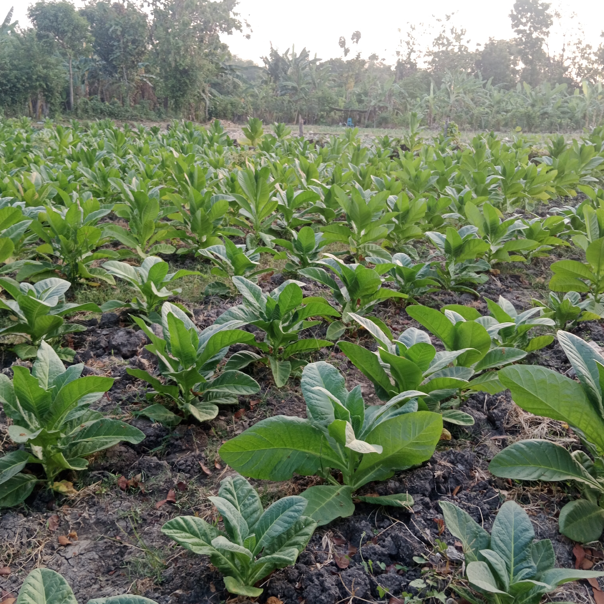 The image shows a field of young tobacco plants in Ngringin, Indonesia. The plants are arranged in neat rows with dark, rich soil between them. The leaves are a vibrant green and appear healthy. In the background, a line of trees and foliage creates a natural border to the field. The sky is a soft, hazy white, suggesting it might be early morning or late afternoon. No people or animals are visible in the scene, and there are no man-made structures in the immediate vicinity.
