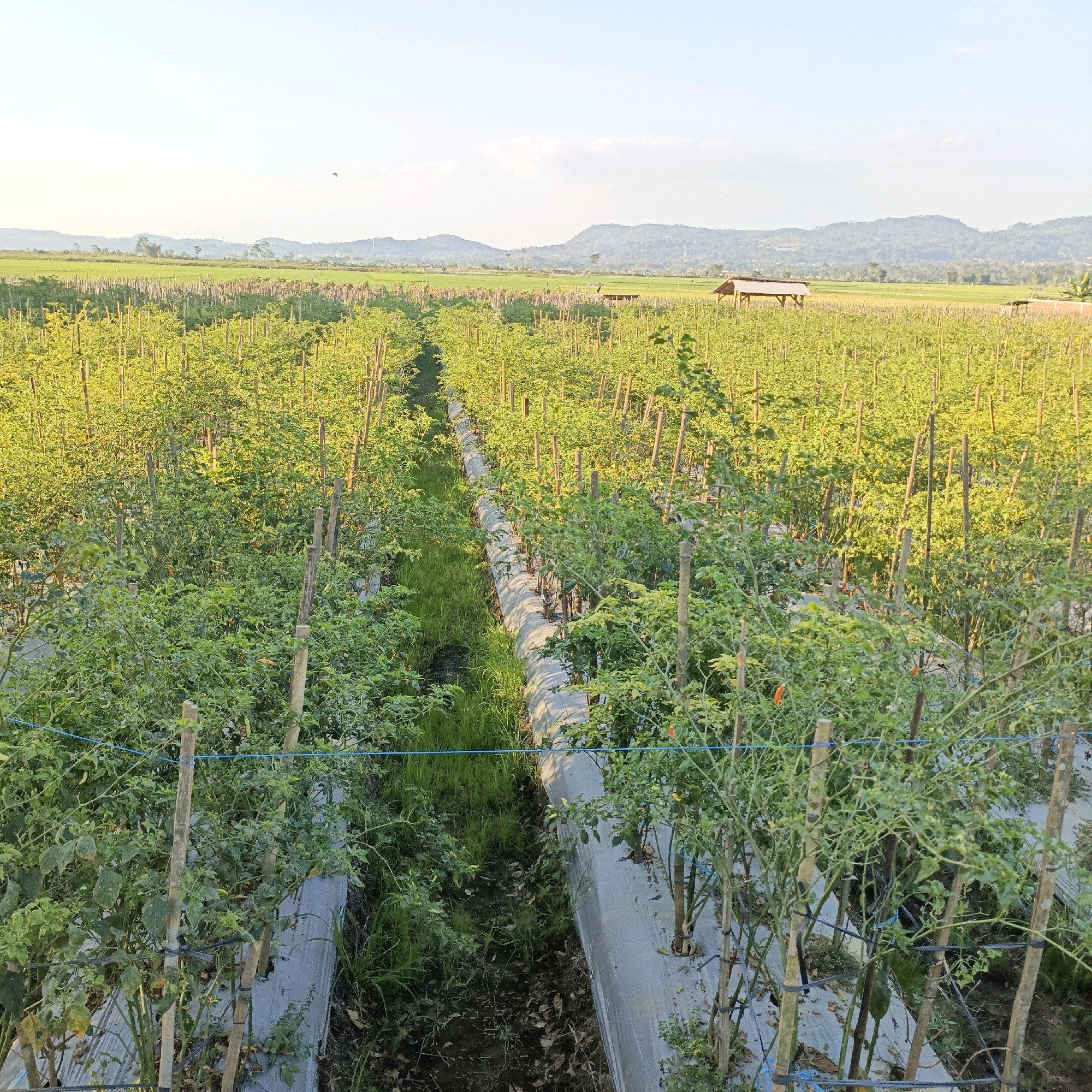 The image depicts an agricultural field in Rowosari, Indonesia, likely a chili pepper farm. Rows of green chili plants, supported by bamboo stakes and some bound with blue twine, stretch towards the horizon. The plants are mulched with a light-colored plastic sheeting. A narrow grassy path runs between two rows of plants, and beyond that, a long, slightly raised tube or pipe covered in similar sheeting is visible. In the mid-ground, a small wooden structure with a thatched roof stands in the field, and further in the distance, more agricultural fields and rolling hills are visible under a clear sky. The lighting suggests it is late afternoon, with the sun casting a warm glow over the scene. There are no people visible in the image.