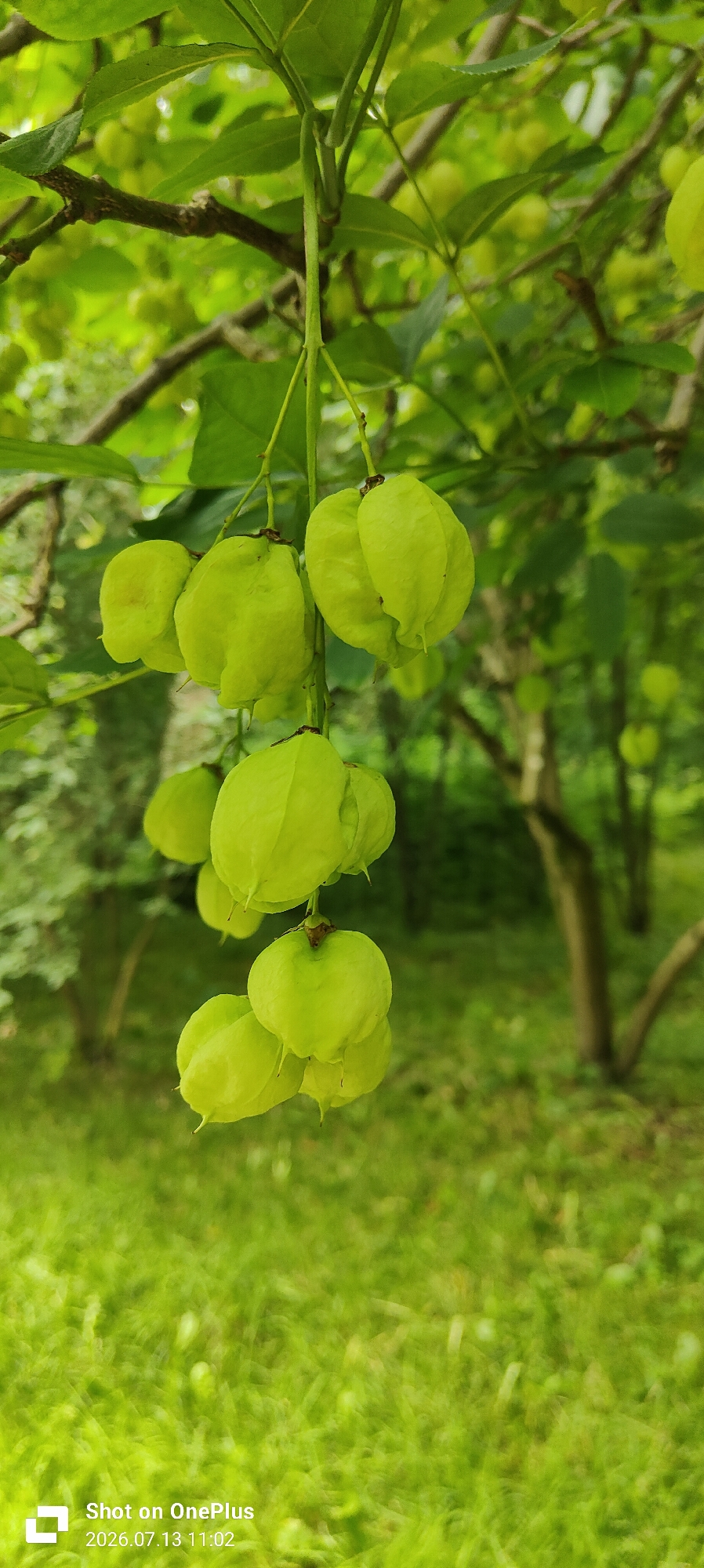 The image shows a close-up of several green, balloon-shaped fruits hanging from a tree branch. The fruits are clustered together in groups, with some appearing larger and more developed than others. The background is blurred and consists of green foliage and grass, suggesting an outdoor natural setting. There are no people or animals visible in the image. The watermark at the bottom left corner indicates the photo was taken on "Shot on OnePlus 2026.07.13 11:02". There is no information in the image to suggest it was taken in Kaliningrad, Russia, or any other specific location.