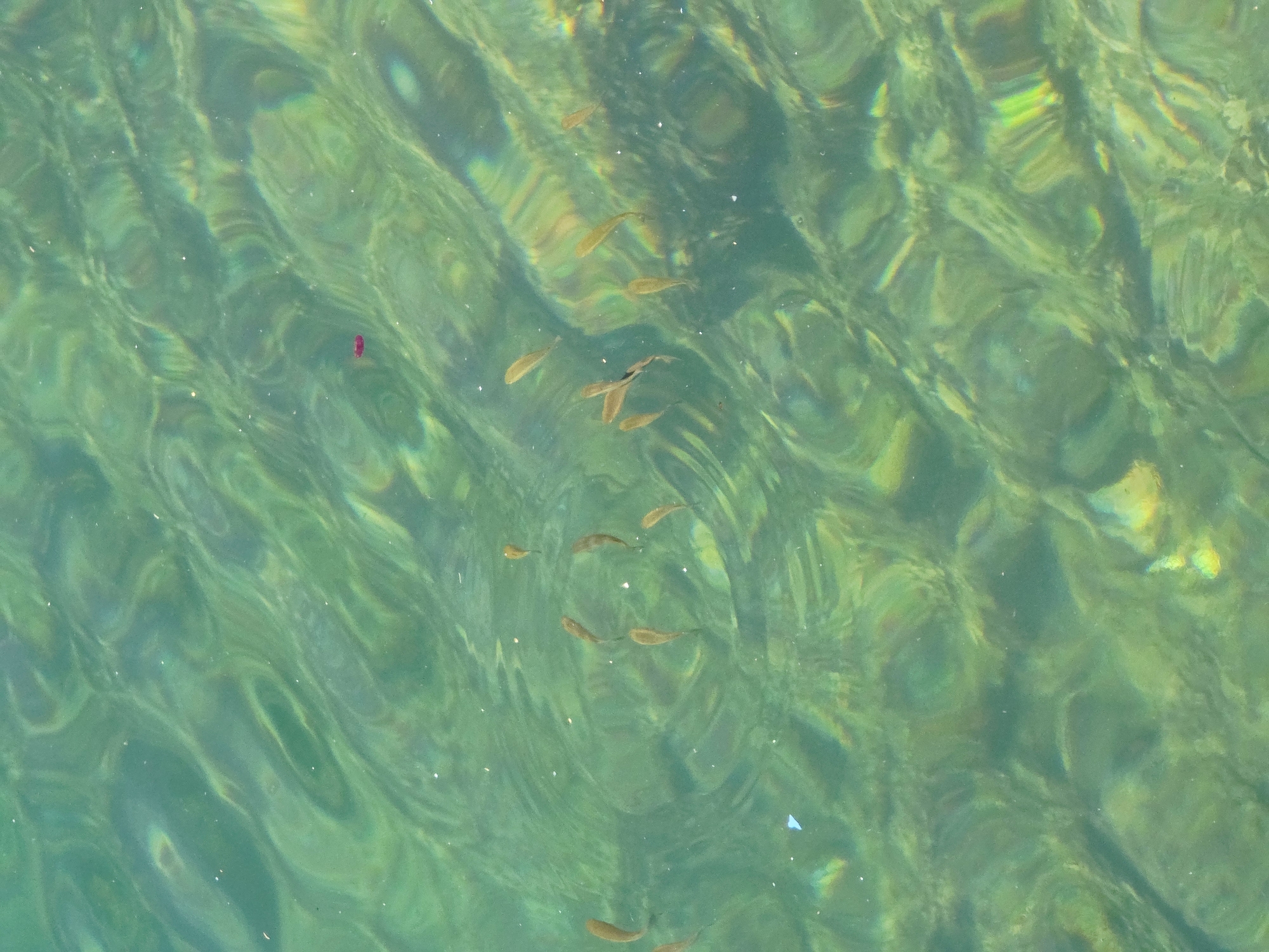 The image shows a school of small, slender fish swimming in clear, green, shallow water. The water's surface is disturbed by ripples, creating distorted patterns of light and shadow on the sandy bottom. One fish is darker than the rest, and another appears to have been caught in the net. There is a small red object floating on the surface, possibly a piece of debris. The scene is likely a shallow bay or a harbor area. The location is Agios Nikolaos, Greece, a coastal town on the island of Crete known for its clear waters and abundant marine life.