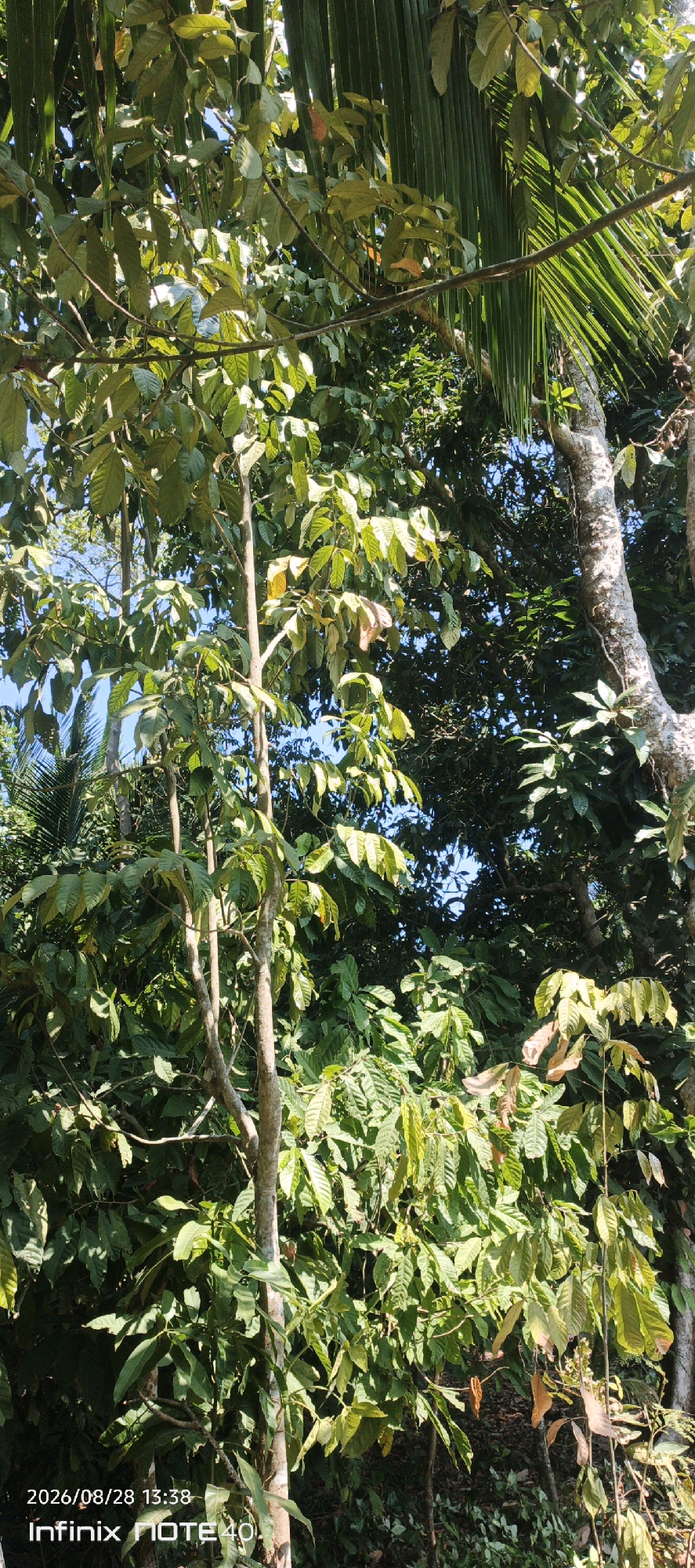 The image shows a close-up view of lush green foliage in a tropical environment. Several trees with varying shades of green leaves are visible, some with thick trunks and branches. Sunlight filters through the leaves, creating dappled light and shadow effects. In the background, darker green foliage suggests a dense forest or dense undergrowth. The top right of the image features a palm frond, characteristic of tropical regions. The bottom left corner displays a timestamp "2026/08/28 13:38" and a phone model "Infinix NOTE 40," indicating the image was taken on August 28, 2026, at 1:38 PM. The image is taken in Sidodadi, Indonesia.