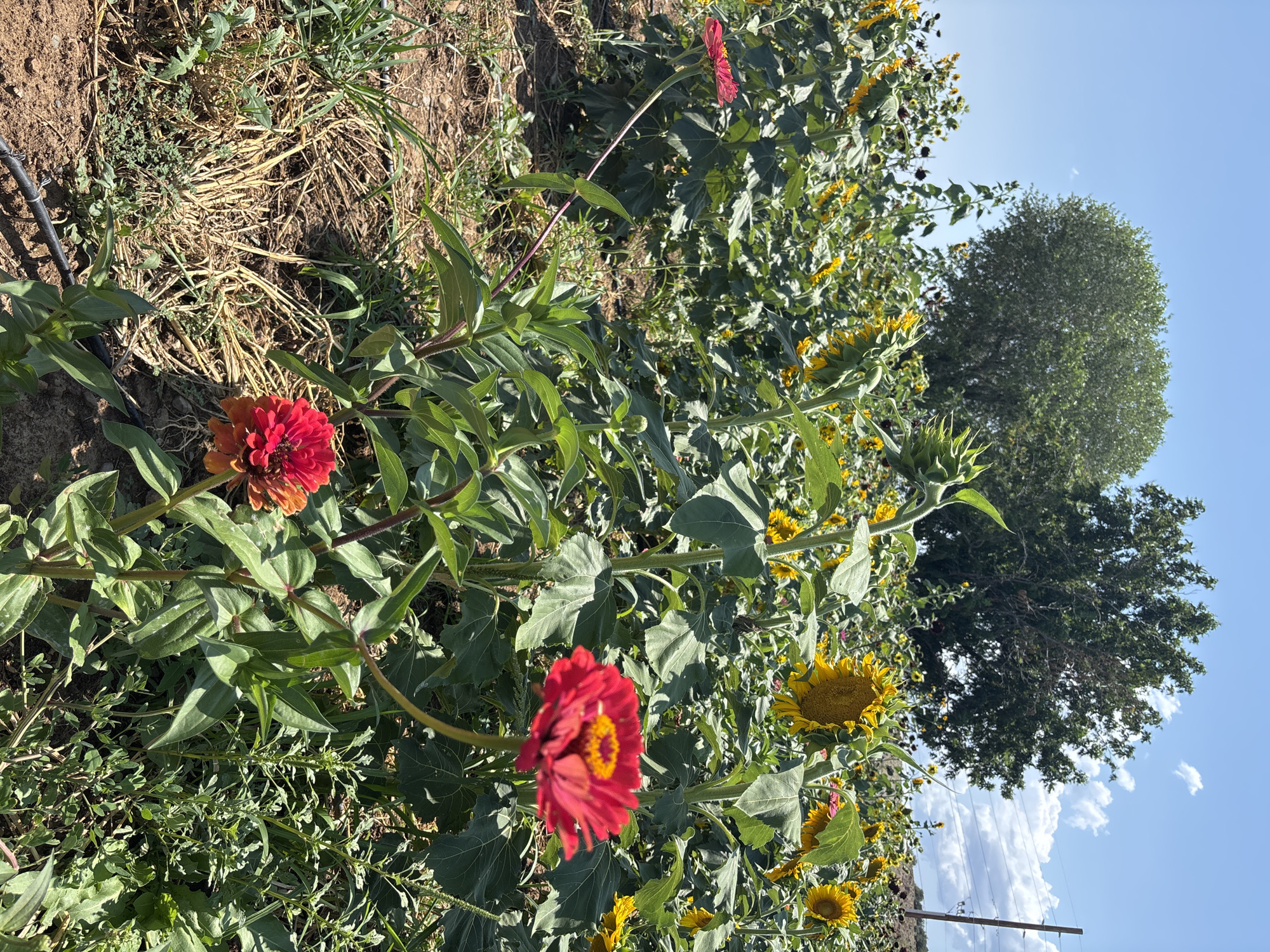 A field of sunflowers and zinnias is shown under a clear blue sky with scattered clouds. In the foreground, two zinnias are in bloom, one a vibrant red and the other a reddish-orange. The background is filled with tall sunflowers, their yellow petals reaching towards the sky. The ground is a mix of dry earth and green vegetation. In the far background, two large trees stand tall, and a utility pole with wires is visible on the right side of the image. The scene appears to be in a rural or agricultural setting.