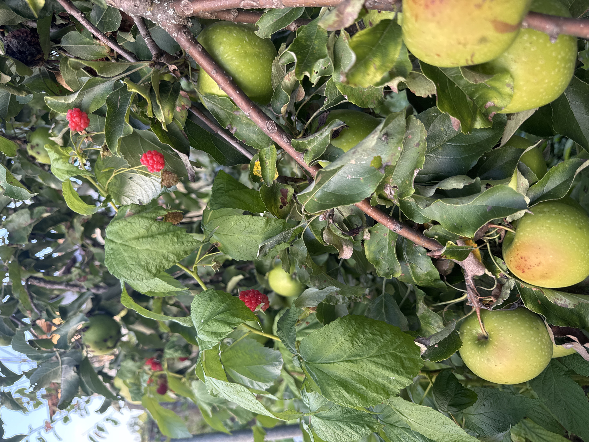 A close-up, eye-level, outdoor shot shows a branch of an apple tree laden with ripening green apples and several bright red raspberries. The apples are of various sizes and shades of green, some with a faint blush of red. The raspberries are clustered and appear ripe. The background consists of more foliage and a glimpse of a bright sky. The image is focused on the fruits and leaves, with the branches and twigs providing structure and texture.