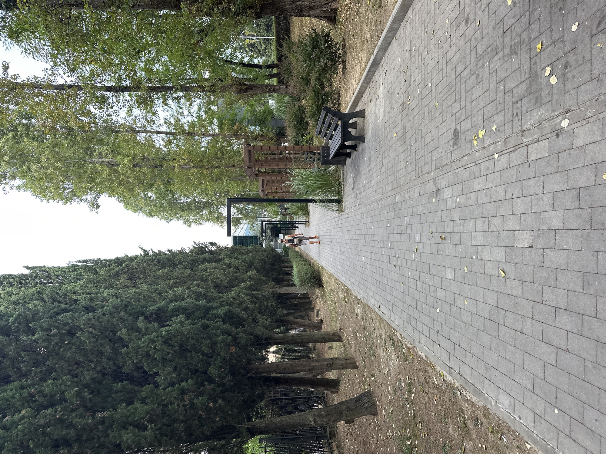 A man wearing a light-colored t-shirt and shorts walks away from the camera on a paved walkway in Sochi, Russia. The walkway is lined with tall cypress trees on the left and a variety of deciduous trees on the right. In the background, there is a modern building with a glass facade. A dark wooden bench is visible on the right side of the walkway. The ground is covered with fallen leaves, suggesting an autumn season. The sky is overcast.
