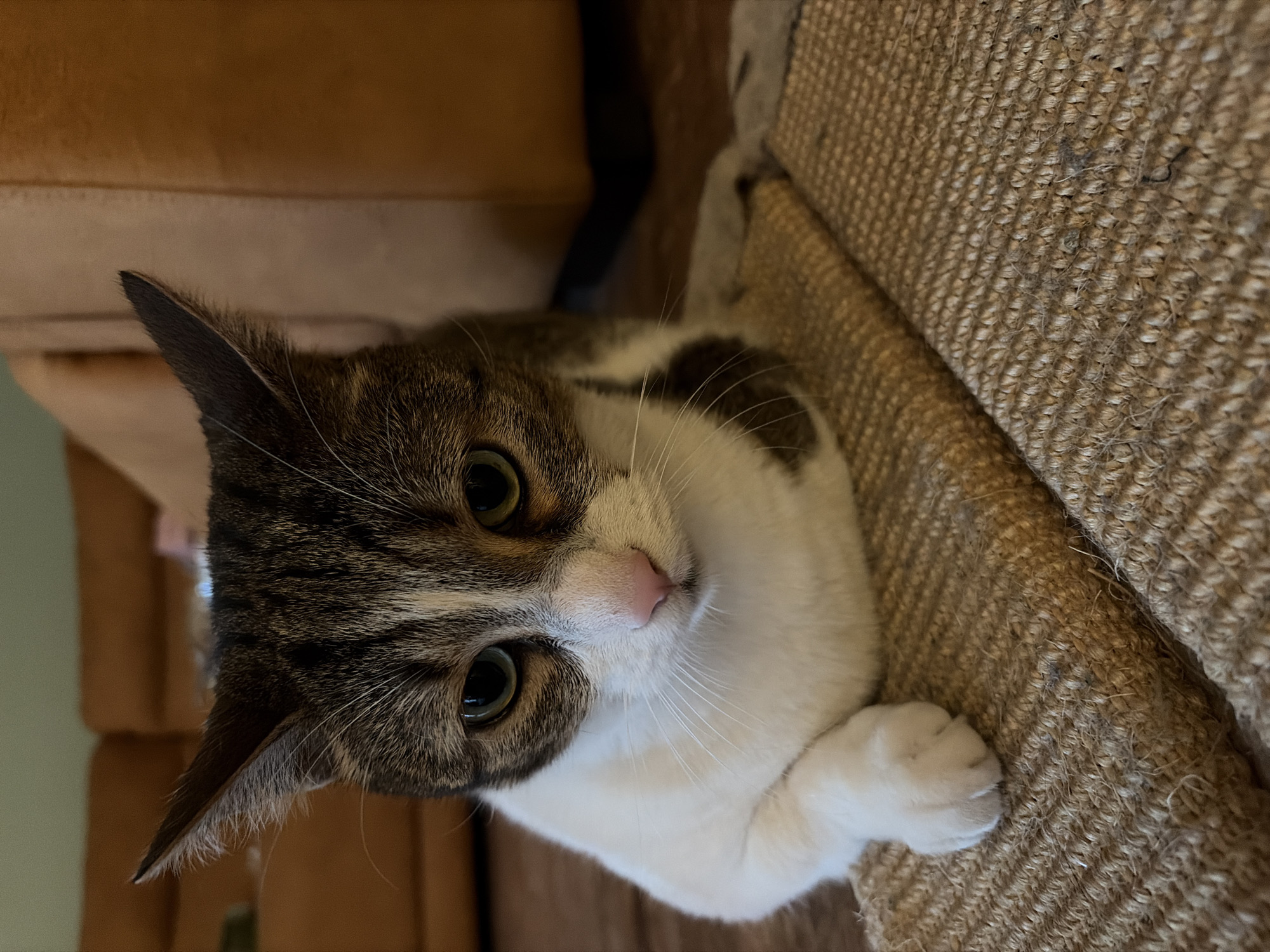 A medium shot captures a tabby and white cat sitting on a scratching post in a dimly lit indoor environment. The cat is facing the camera with its head slightly tilted and ears pointed upwards. Its green eyes are focused forward, and its pink nose is prominent. The cat's body is mostly white with tabby markings on its head and back. Its left paw is resting on the scratching post, which is made of woven material. In the background, a brown sofa is visible, suggesting a living room setting. The lighting is soft, casting subtle shadows.