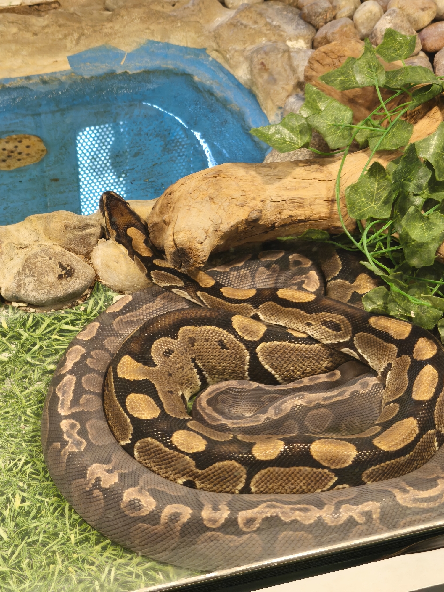 The image shows a ball python coiled on artificial grass within a terrarium. The snake has a brown and tan pattern. The enclosure includes rocks, a piece of wood, and artificial ivy. A small pool of blue water is visible in the background. The location is Unknown, Unknown.