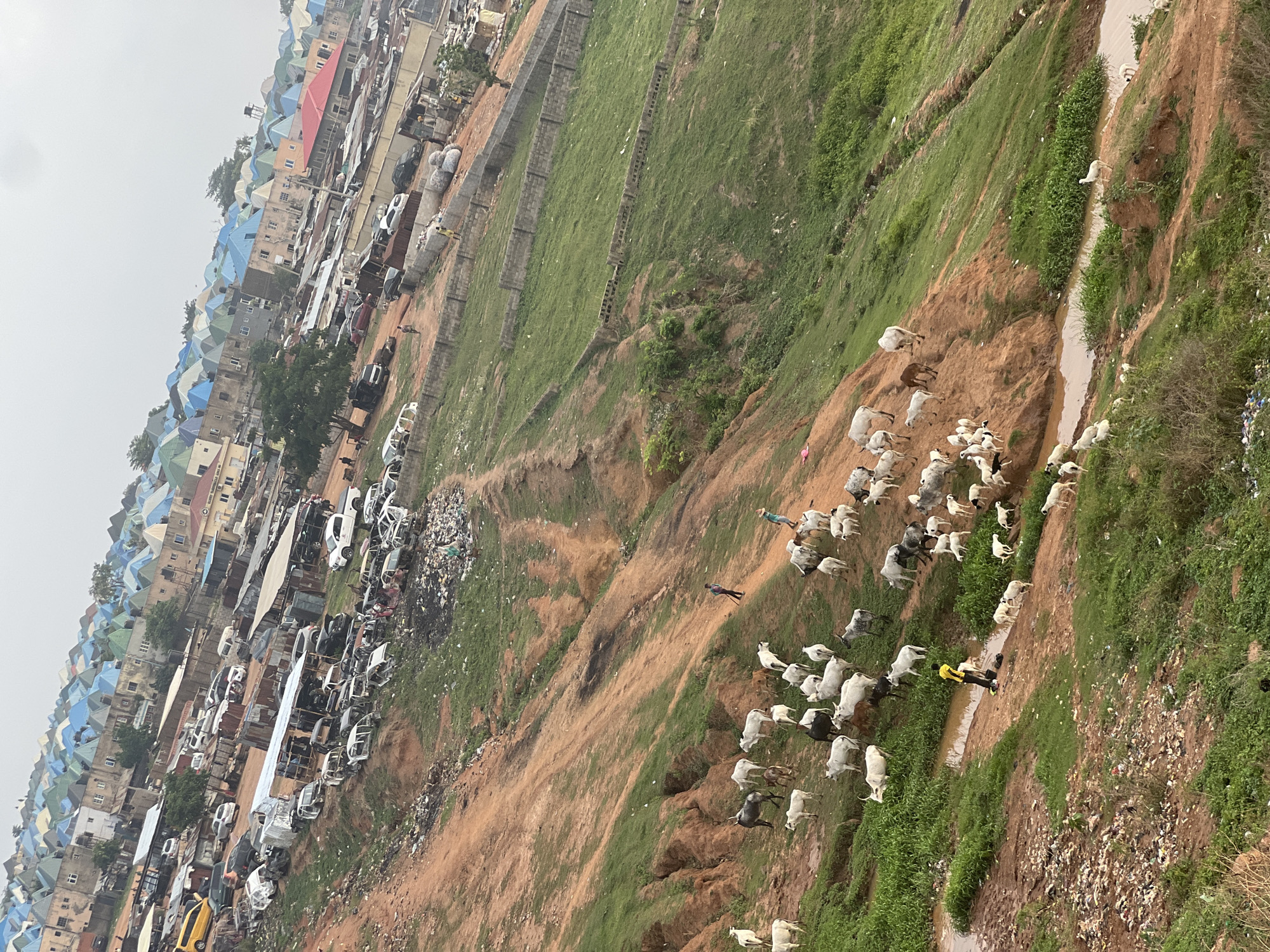 A panoramic view captures a semi-urban landscape in Abuja, Nigeria, under an overcast daytime sky. On the left side, a dense cluster of multi-story buildings with varied colorful roofs, predominantly light blue, green, and red, stretches into the distance, suggesting a residential area. Adjacent to these structures, in the mid-ground, lies an extensive area that appears to be a junkyard or informal auto repair facility, crowded with numerous vehicles, many of which seem to be abandoned or dismantled, alongside heaps of waste.
The landscape transitions into a large, steep, reddish-brown hillside that descends towards the right. This hillside shows signs of significant erosion but is also covered in patches of vibrant green grass and sparse vegetation. A substantial herd of livestock, mainly white and light-colored cattle, interspersed with some goats or sheep, is scattered across this slope, either grazing or being moved. Several people, including one person distinctly wearing a bright yellow shirt, are visible among the animals, actively engaged in herding them.
Towards the bottom right of the image, a muddy stream or drainage channel flows through the terrain, flanked by more lush green growth. Piles of rubbish and debris are scattered across various parts of the hillside and near the stream. No legible text is visible in the image.