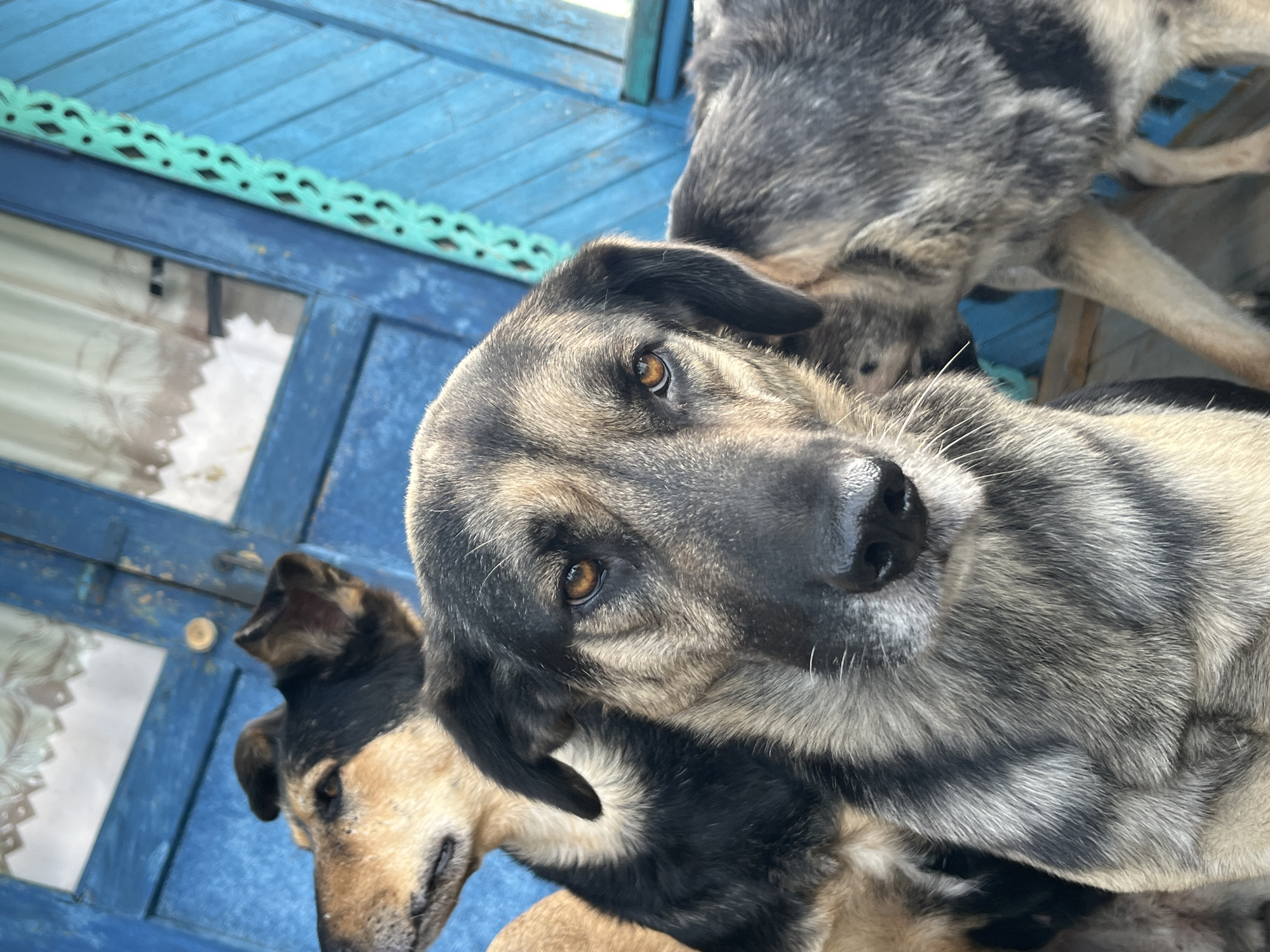 A close-up, eye-level shot features a group of three dogs positioned in front of a weathered, bright blue wooden door with white lace curtains visible through a small window. The dog in the foreground, facing the camera, has a distinctive coat pattern of black, grey, and tan. Its amber eyes are prominent, and its ears are partially folded. To its left, a second dog, primarily tan and black, is visible in profile, looking away from the camera. The third dog, mostly grey and black, is partially obscured behind the dog in the foreground, its head turned to the right. The blue door exhibits signs of age and wear, with visible paint chips and a decorative green trim on the right side. The overall setting appears to be outdoors, likely in a rural or less urbanized area, given the rustic appearance of the door and the presence of multiple dogs. The scene evokes a candid, everyday moment. The location is the city of Nizhny Tagil, Russia.