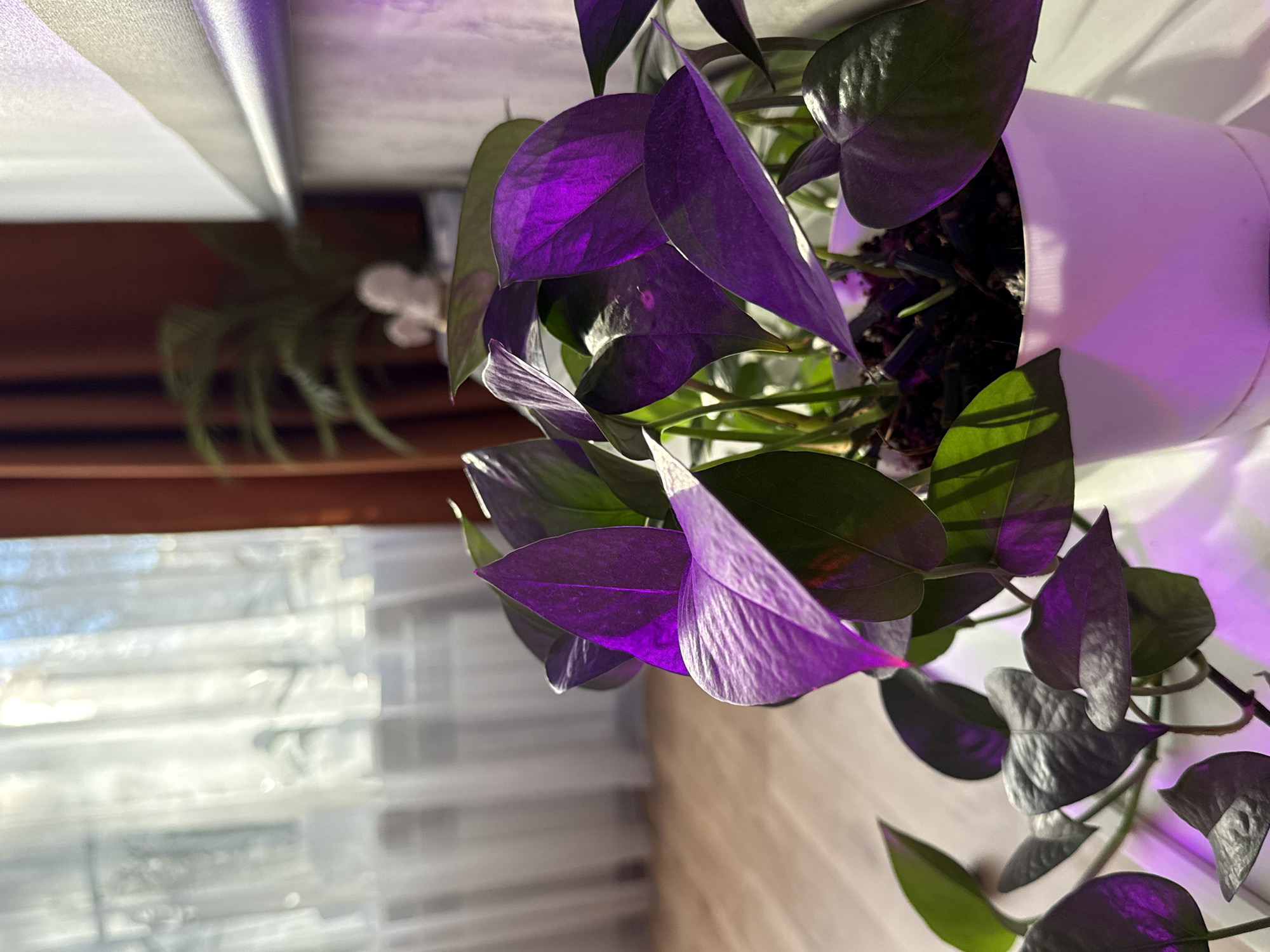 A potted plant, likely a pothos, sits near a window covered with white blinds. The plant's leaves are primarily dark green, though some appear purple due to the lighting. The pot is white and sits on a surface. Light shines through the blinds. In the background, indistinct shapes suggest a window frame and possibly another plant. The photograph is rotated counter-clockwise. There is no evidence to suggest that this image was taken in Rostov-on-Don, Russia.