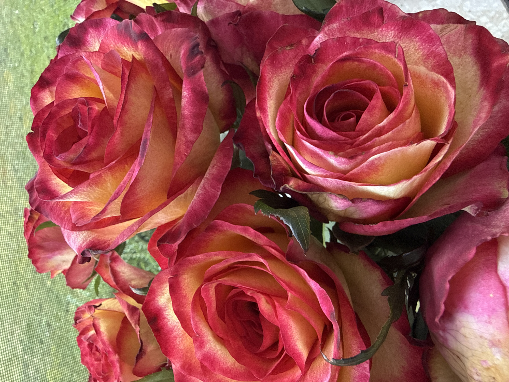 This is a close-up, eye-level, indoor photograph of a bouquet of red and yellow roses. The roses are vibrant with rich red edges that transition to a soft yellow towards the center. The petals are layered and slightly unfurled, revealing the intricate spiral of the blooms. Some petals show slight imperfections, such as minor bruising or browning at the edges, indicating they are natural and likely freshly cut.
The background is softly blurred, suggesting a shallow depth of field. In the upper left quadrant, a faint green texture is visible, possibly a screen or netting, behind which is a softly out-of-focus green area that could be foliage or grass. The lighting appears to be natural, possibly from a window, illuminating the roses from the front and side, casting soft shadows and highlighting the velvety texture of the petals.
The image does not contain any people, animals, or evidence of specific actions. The scene is static and focuses solely on the aesthetic presentation of the roses. There is no indication of the specific location within the city of Bad Sachsa, Germany, as the scene is an indoor still life.