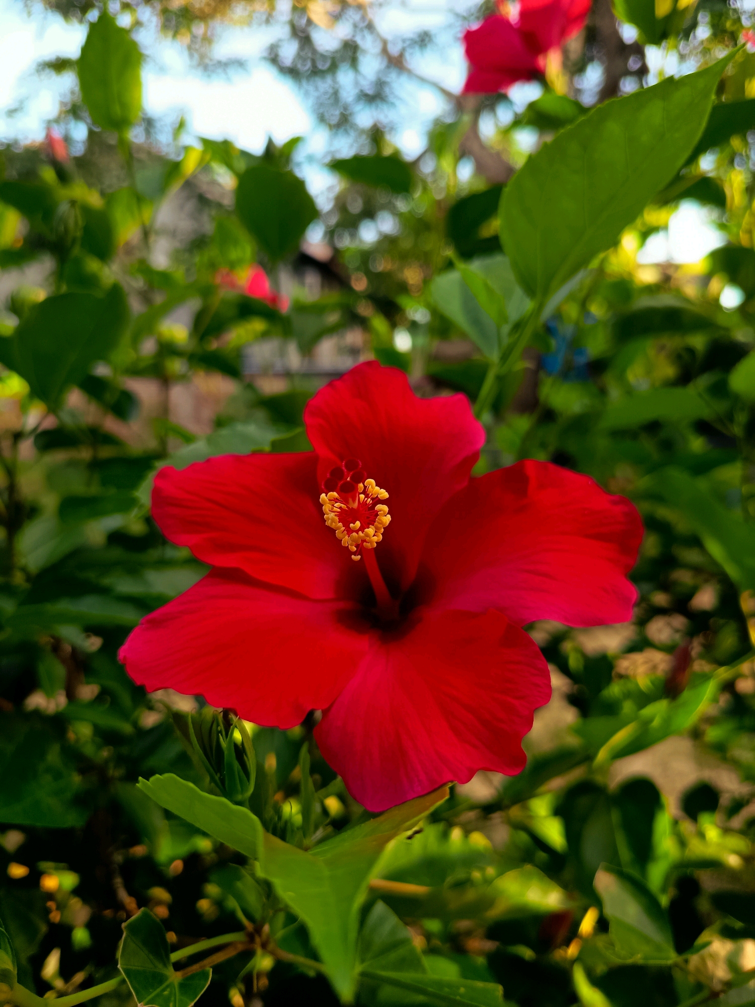 A close-up, vertical shot captures a vibrant red hibiscus flower in full bloom, its five petals spread wide. The flower's center features a prominent stamen with bright yellow anthers. The hibiscus is surrounded by lush, green foliage, with some leaves in sharp focus and others softly blurred in the background. In the upper background, hints of dappled sunlight filter through trees, creating a bokeh effect. The setting appears to be an outdoor garden or natural environment, likely in Aluekumba, Indonesia, given the tropical flora. No people are visible in the image.