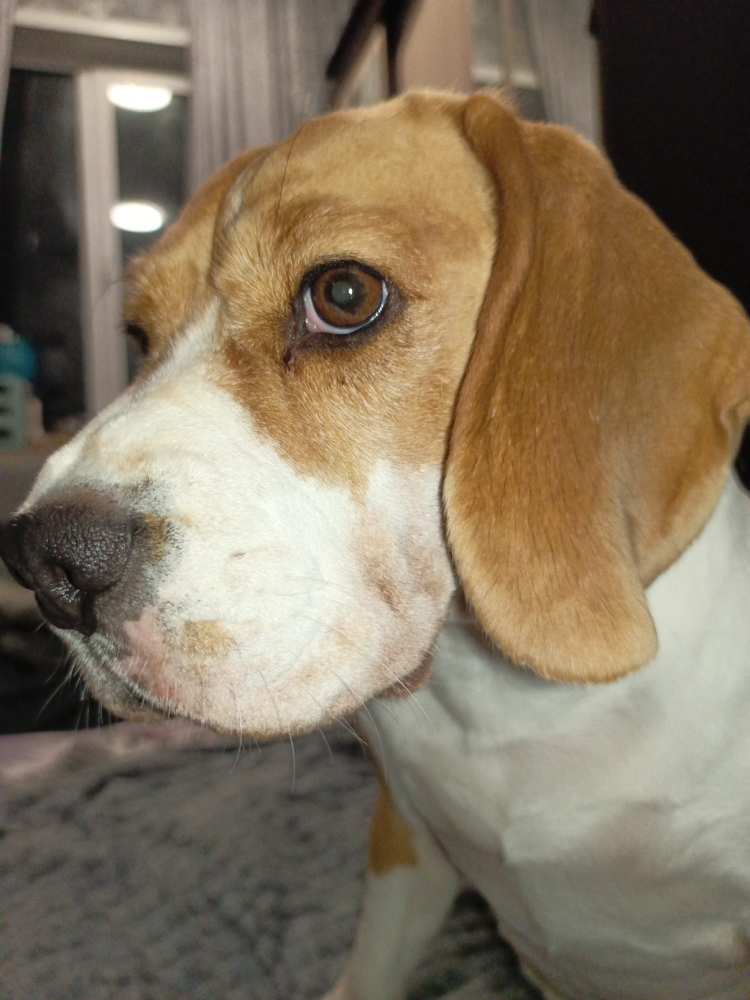 A tricolored Beagle dog is captured in a close-up, eye-level photograph taken indoors in the city of Марковский, Russia. The dog's head is slightly angled to the left, presenting its right profile and a direct view of its dark brown, luminous right eye which reflects an indistinct light source. Its muzzle is white, marked with small tan-brown spots and featuring a prominent, textured dark nose and several fine white whiskers. The top of its head and long, floppy ears are covered in tan-brown fur, contrasting with the white fur on its cheeks and chest, which is partially visible at the bottom right. The background is out of focus, revealing two distinct, bright circular light sources in the upper left, indicative of indoor artificial lighting or a window. A blurry, textured gray surface, possibly a blanket or carpet, occupies the lower left background, while a faint, blurry object with a blue-green hue is visible on the far left. The dog appears to be looking off-camera to the left.