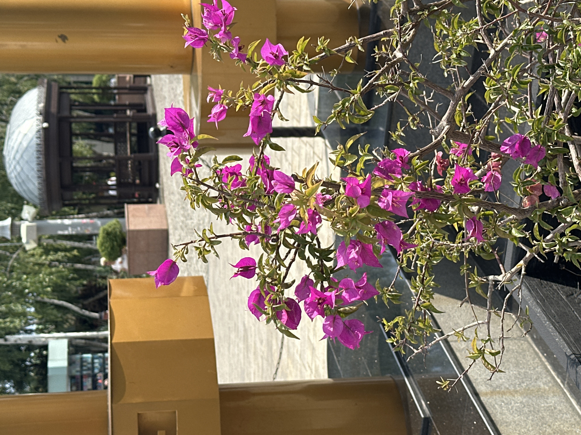 In Sochi, Russia, this image captures a vibrant bougainvillea plant in bloom with its bright magenta flowers prominently displayed in the foreground. The plant's thorny branches are interlaced, creating a dense network. Behind the flowers, a large, golden-colored architectural structure stands to the left, its geometric shape illuminated by sunlight. To the right, another similar golden cylindrical structure is visible, partially obscured by the foliage. In the middle ground, a paved walkway is discernible, and further back, a dark wooden gazebo with a domed roof sits under the shade of trees. The environment suggests an outdoor public space, possibly a park or a plaza, with a warm, sunny day.