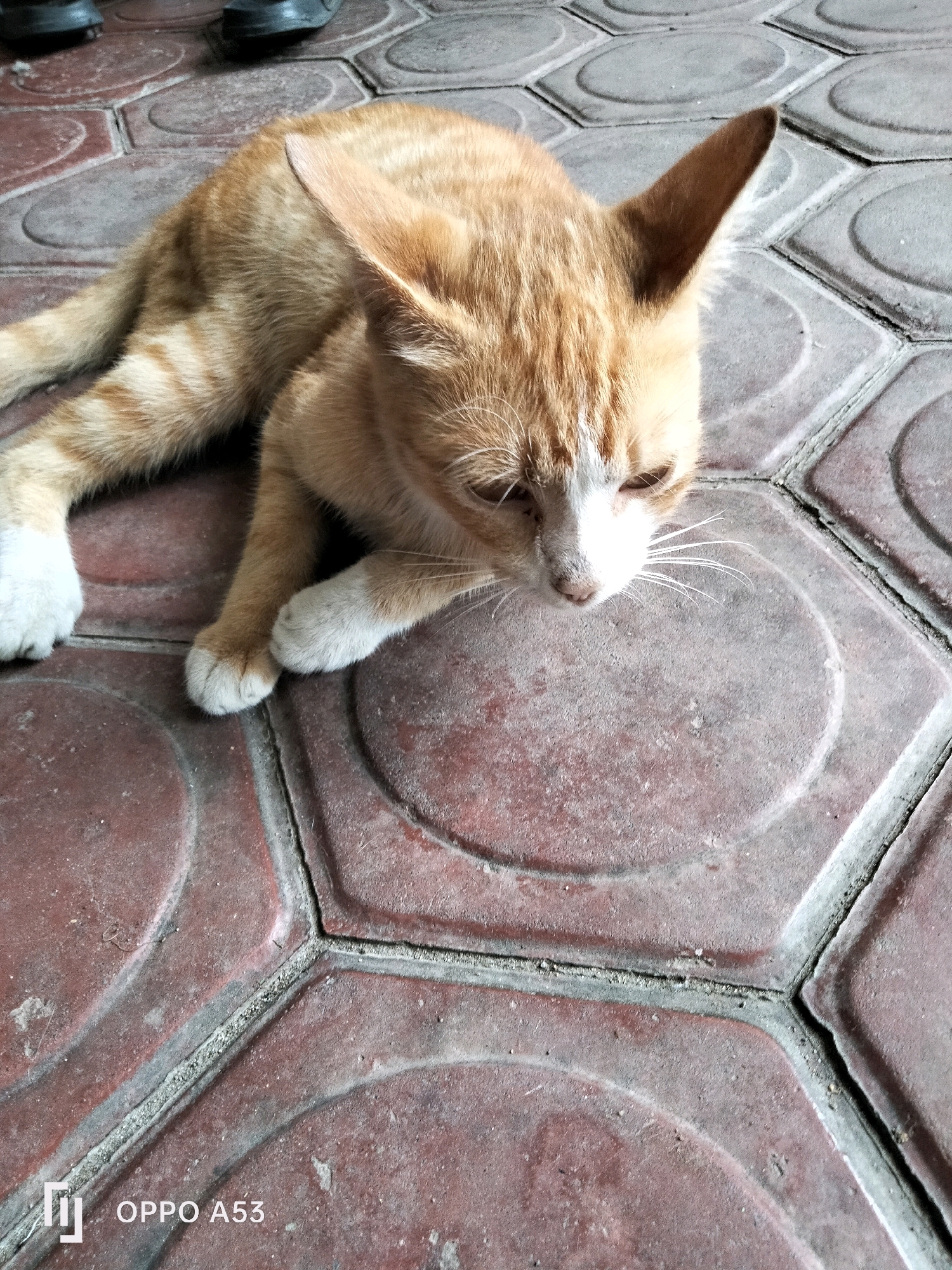 An orange and white cat with light brown stripes is lying on a red tiled floor with hexagonal patterns. The cat's front paws are white, and its tail is also striped with white. The cat's head is turned to the right, with its eyes partially closed. In the background, the feet of two people wearing dark shoes are visible. The image is tagged with "OPPO A53". The scene is likely outdoors, possibly in a courtyard or walkway, as indicated by the tiled ground and the presence of people's footwear.