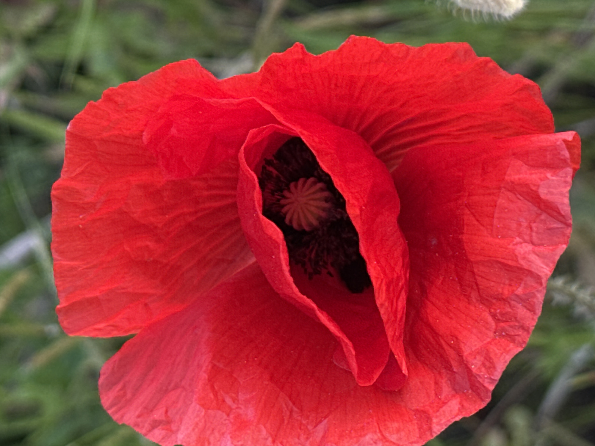 A close-up, eye-level shot captures a vibrant red poppy in full bloom. The flower's delicate petals, with their characteristic crinkled texture, are the primary focus, filling the frame. The deep red hue is intense and saturated, with subtle variations in shade due to light and shadow. The center of the poppy is a dark, almost black, cavity, revealing the intricate reproductive parts of the flower. A fuzzy, light-colored seed head or another plant part is visible in the background to the right, out of focus. The background consists of blurred green foliage, suggesting a natural outdoor setting, likely a field or garden. There are no people or animals present in the image. The image appears to be taken in Mikhaylovsk, Russia, based on the provided context.