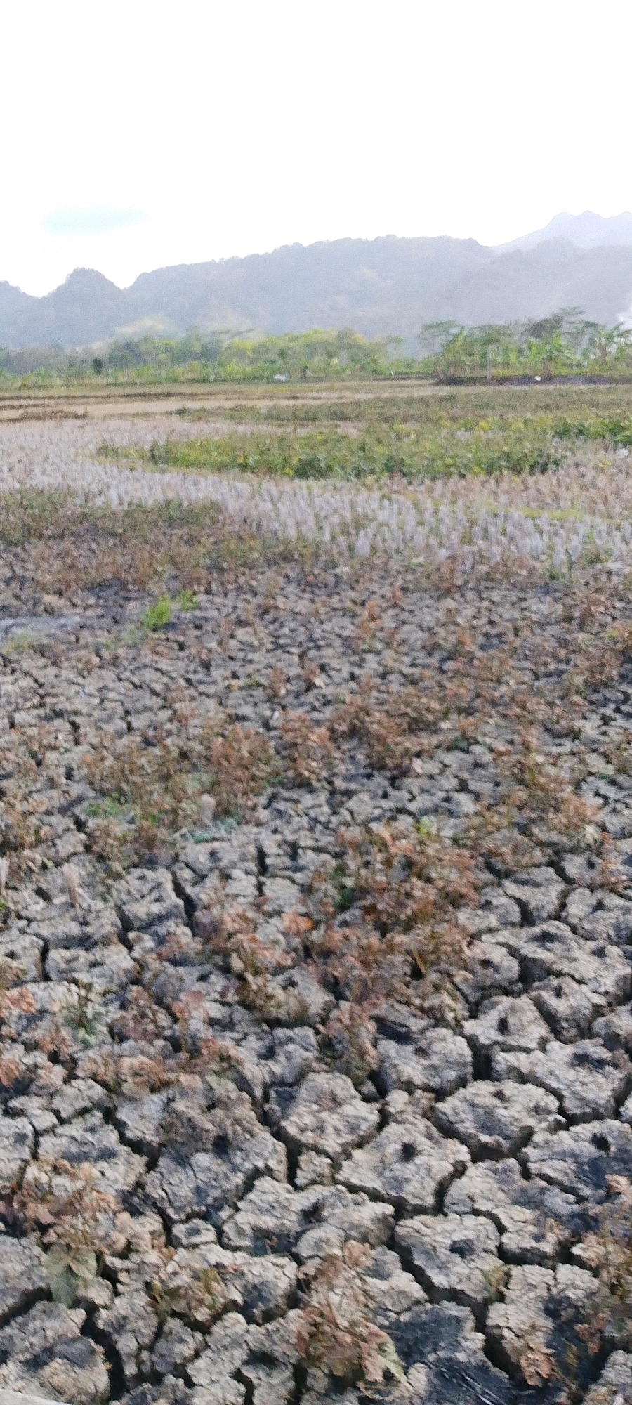 The image depicts a dry, cracked earth landscape, likely a former rice paddy, in Geblug, Indonesia. Sparse, dry vegetation, appearing brown and withered, dots the parched ground. In the background, a hazy mountain range with sparse trees sits under a bright, overcast sky. The overall scene suggests a drought or dry season. There are no people or animals visible in the image.