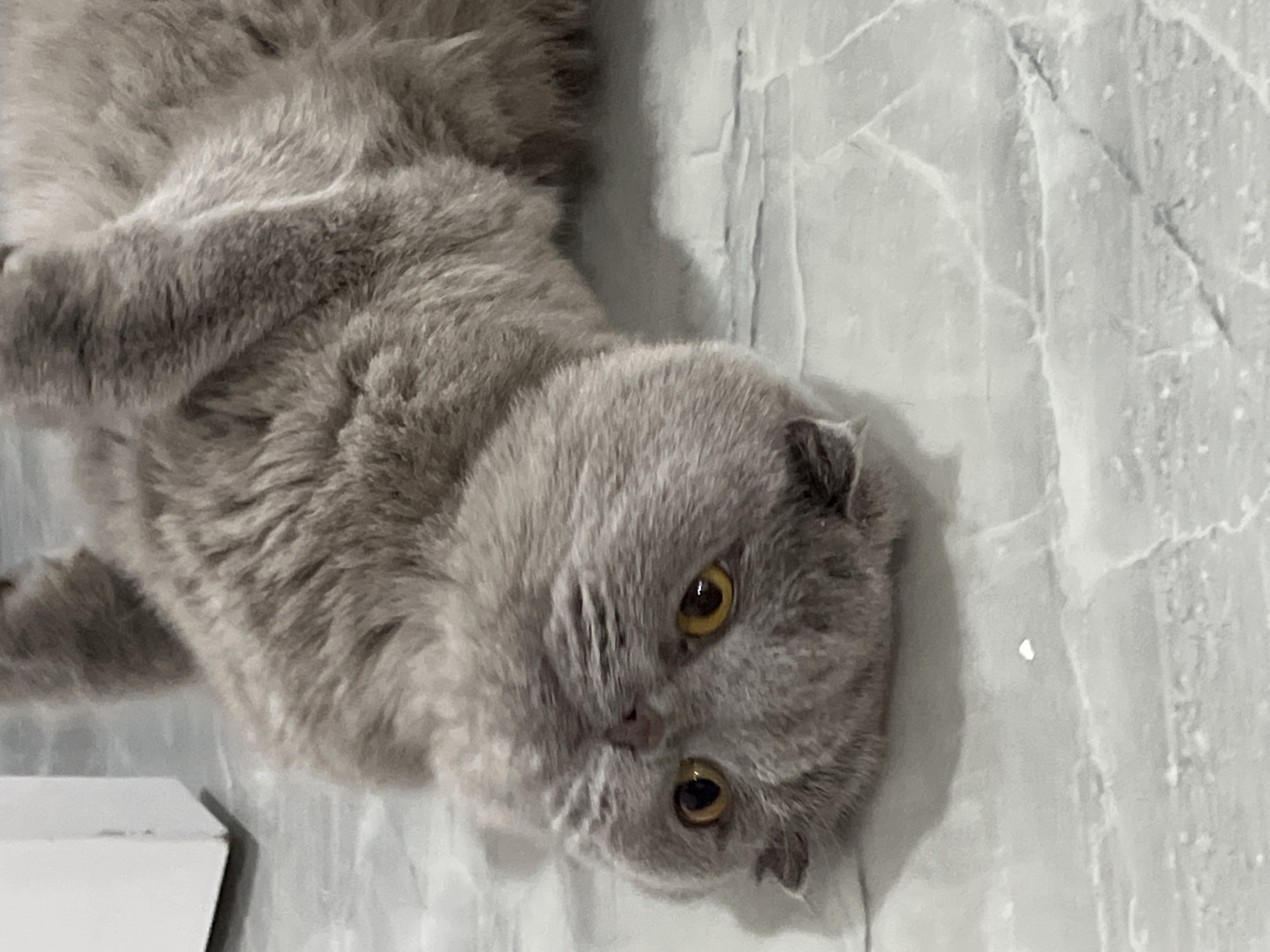 A grey cat lies on its back on a marbled floor. The cat's head is tilted, and its large, yellow eyes are open. Its fur is fluffy and appears to be soft. To the left of the cat is a white object, possibly a piece of furniture, which is partially visible. The floor has a light grey and white marbled pattern with some darker lines and specks. The image is a close-up, focusing on the cat's face and upper body. There are no people present in the image. The scene is indoors.
