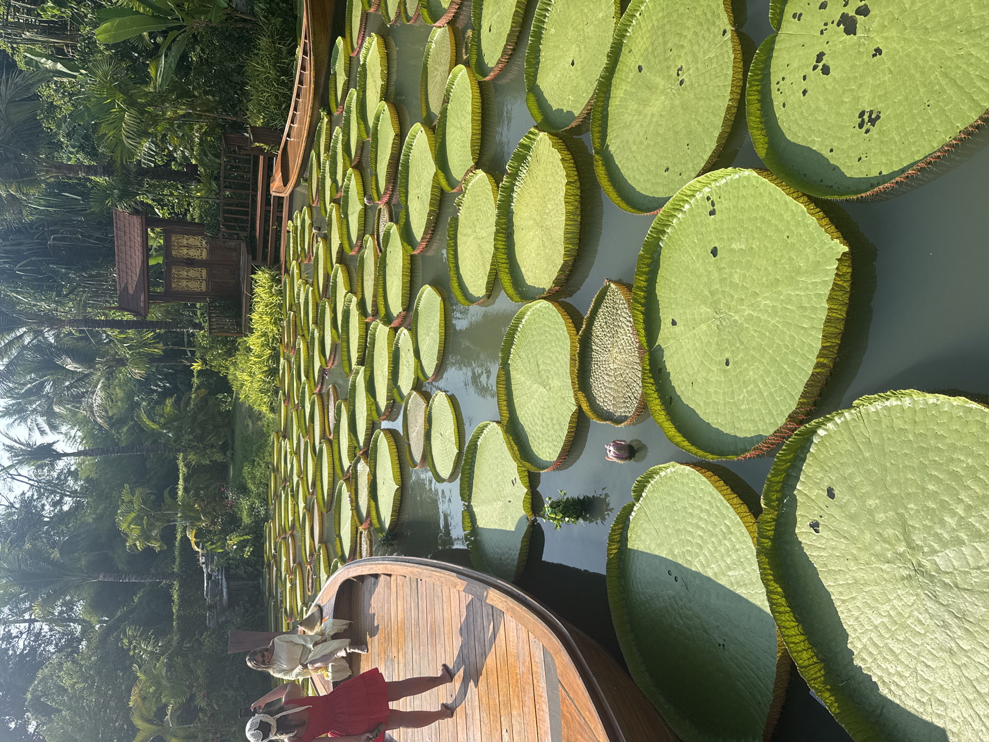 The image shows a water garden with giant water lilies (Victoria amazonica) in Ban Khlong Khian, Thailand. The lilies fill a pond or lake, and are various sizes, some showing holes and other imperfections. A wooden structure, possibly a gazebo or small building, is on the bank, with a wooden boat nearby. The foreground shows the front part of a wooden boat where two people are positioned. The person in the foreground is wearing a red dress and is bending down; a second person is wearing a light-colored outfit and looking at the water lilies. The environment is lush with trees and tropical plants in the background. The overall scene presents a tourist or recreational setting focused on the water garden.