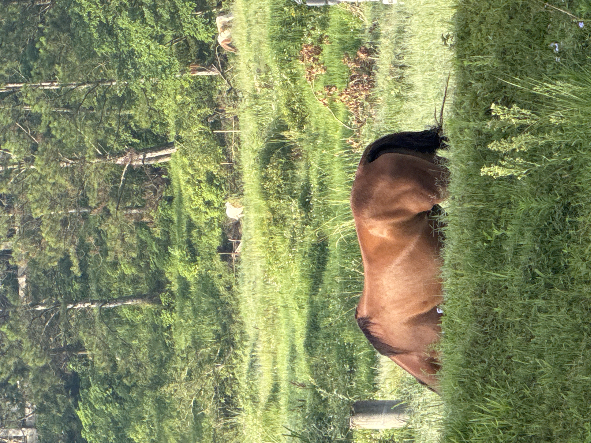This is a vertical, eye-level, medium shot of a bay horse grazing in a lush green field in Da Lat, Vietnam. The horse is in the foreground, facing left, with its head down towards the grass. Its body is mostly visible, from its hindquarters to its shoulders, and its dark mane and tail are prominent. The field is covered in thick, vibrant green grass, with some smaller white wildflowers scattered throughout. In the background, a gentle slope rises, covered in dense trees and vegetation. Sunlight filters through the leaves, casting dappled shadows on the ground. To the far right and center background, two other horses can be seen grazing, one appearing mostly white and the other a lighter brown. A rustic wooden fence is visible in the mid-background, separating the fields. The overall impression is one of peaceful, rural tranquility.
