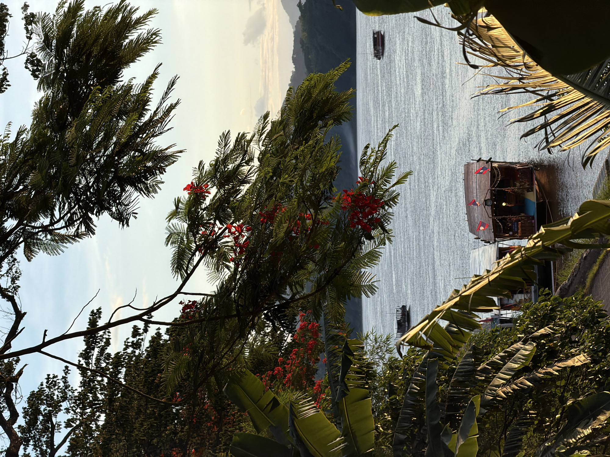 This is a vertical, eye-level, medium shot of boats on a wide, calm river, possibly the Mekong, in Choumkhong, Laos. The scene is framed by lush green foliage, including large banana leaves and delicate branches with small red flowers, suggesting a tropical environment. Sunlight filters through the leaves, casting dappled shadows and highlighting the textures of the plants.
In the foreground, several wooden boats are moored near a bank, with their awnings providing shade. One boat in the mid-ground is particularly detailed, featuring decorative flags and what appears to be an illuminated interior. Further in the distance, other boats are visible on the water, some moving slowly. The river itself is a placid expanse of muted gray-blue, reflecting the soft light of the sky.
The background consists of rolling hills covered in dense vegetation, fading into a hazy, pale sky with a few wispy clouds. The overall atmosphere is serene and tranquil, conveying a sense of peacefulness associated with a riverside setting at dusk or dawn. There are no visible people in the image.