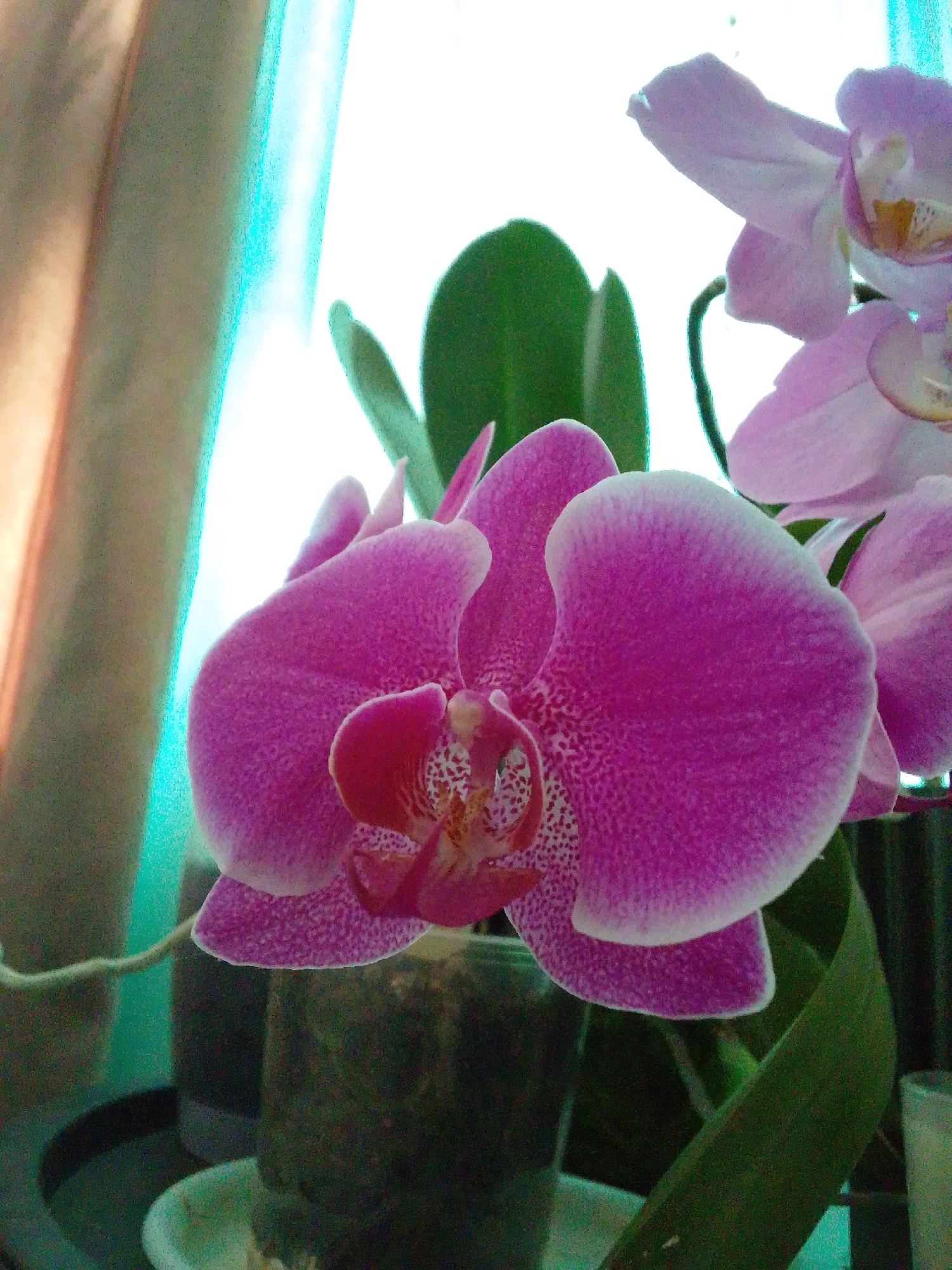 A close-up shot of a vibrant pink orchid with detailed speckles on its petals dominates the frame. The orchid is positioned in the foreground, with its lush petals unfurling towards the viewer. In the background, other orchids in softer pink hues are visible, along with the lush green leaves of the plant. The scene appears to be indoors, possibly a home or a greenhouse, with soft lighting that highlights the delicate textures of the flowers. The backdrop includes hints of a window with sheer curtains, suggesting a natural light source. There are no people or animals present in the image. The image was captured in the city of Kommunarka, Russia.