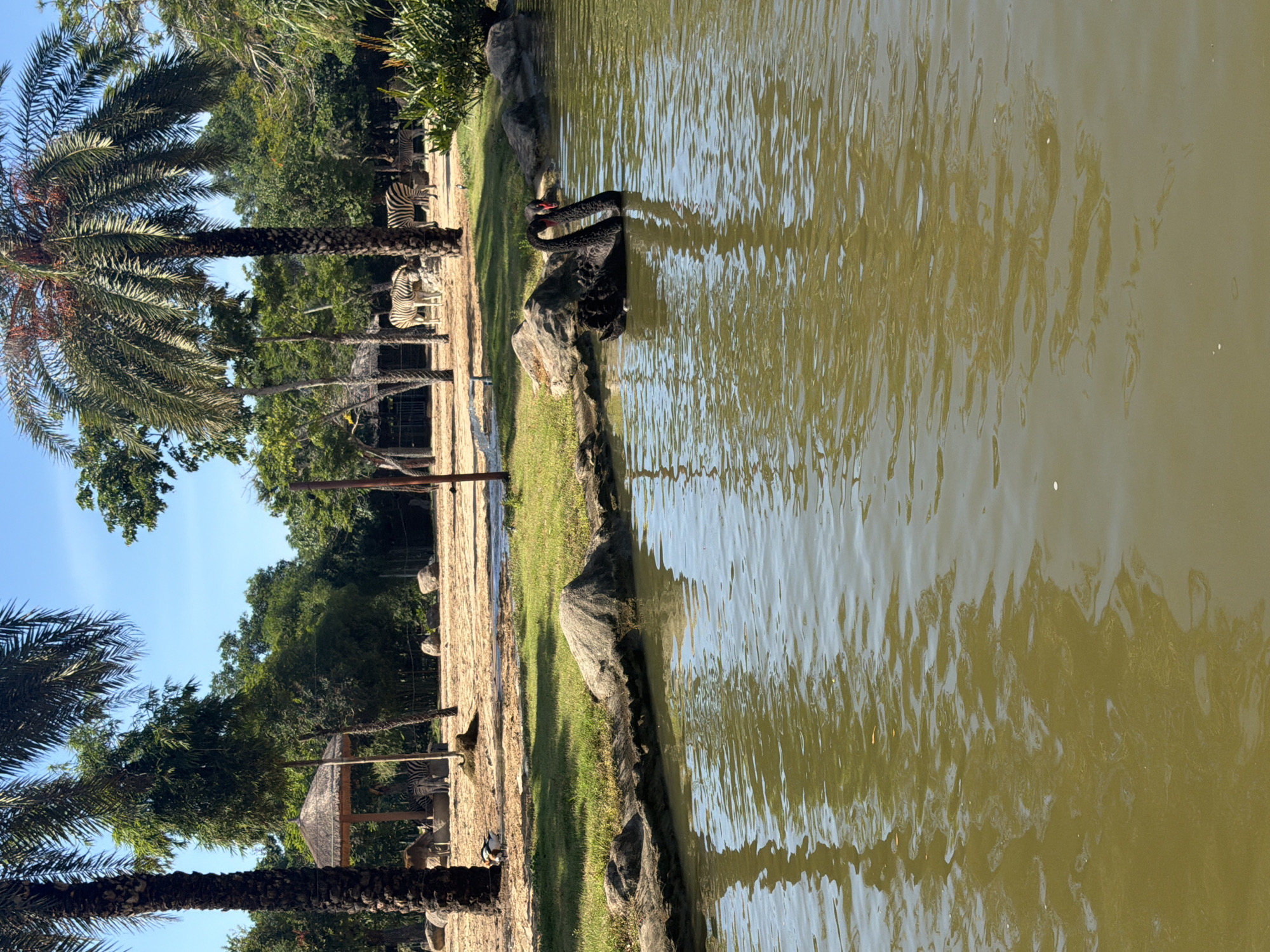 The image depicts a scene at the Đà Nẵng Safari Park in Vietnam. A body of water, potentially a pond or lake, dominates the right side of the frame. A black swan is swimming in the water near the bank. The water is murky. The left side of the image shows a grassy area with some palm trees. There are also what appear to be zebras and other animals in the background, suggesting the presence of a safari park. A simple shelter structure with a thatched roof is visible in the background. There's a rock bank between the grassy area and the water.