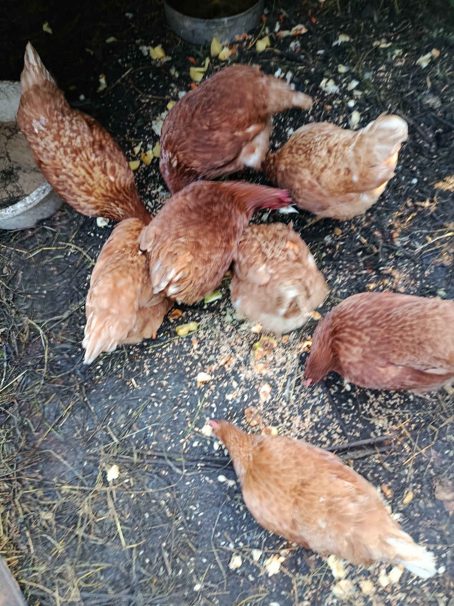 A flock of at least seven brown chickens are pecking at scattered feed on the ground. The ground is dark and appears to be dirt or mud, with some straw and debris mixed in. There are pieces of what looks like apple or other fruit in the feed. In the background, a metal trough or feeder is visible. To the left, a white bucket or container is partially visible. The chickens are all facing down, focused on eating. The lighting suggests it is daytime. The scene appears to be outdoors in a farmyard or coop environment. There is no indication of the city of Верея, Russia within the image itself.