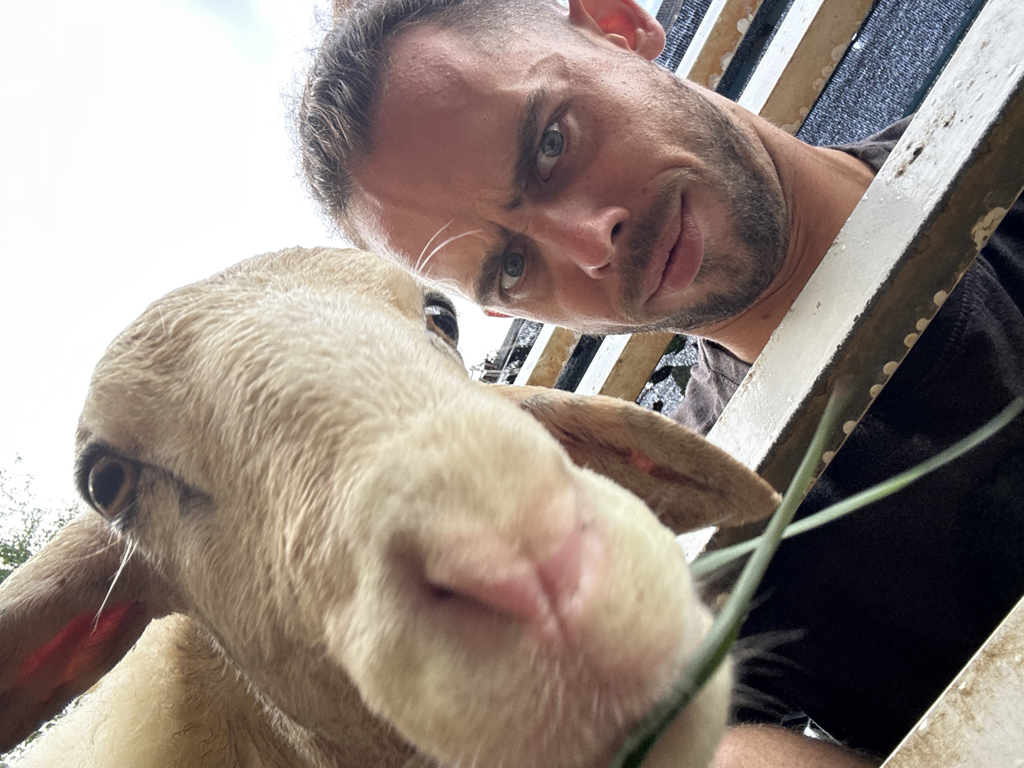A close-up, low-angle selfie captures a man and a sheep. The man, positioned on the right side of the frame, looks directly at the camera with a slightly quizzical expression, his eyebrows raised. He has short, dark hair styled with a fade and a light beard. His eyes are a striking blue. He wears a dark t-shirt. The sheep, on the left, fills a significant portion of the frame. Its head is close to the camera, with its muzzle and nostril prominently featured. The sheep's fur is a light tan color, and a single strand of what appears to be hay or grass crosses in front of its nose and the man's face. The background shows a slightly out-of-focus fence with weathered white railings and a dark, possibly netted, material behind it. The sky is bright and overcast. The man is likely interacting with the sheep, possibly feeding it. The scene appears to be outdoors, possibly at a farm or rural location. There is no specific indication of this being in the city of Đà Nẵng, Vietnam.