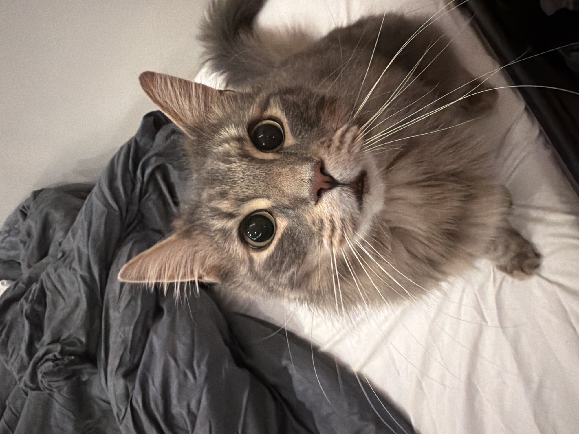 A domestic cat with greyish-brown tabby fur and prominent white whiskers looks directly up at the camera. The cat's eyes are wide, with large, dark pupils reflecting a light source, giving it an alert and curious expression. Its head is slightly tilted. The cat appears to be a long-haired or semi-long-haired breed, with fluffy fur and noticeable ear tufts.
The cat is positioned on a bed, with a crumpled dark grey blanket or duvet cover on the left side of the frame and white bedsheets on the right and bottom. The perspective is from above, looking down at the cat, which is likely lying or sitting on the bed. The lighting is soft and even, highlighting the details of the cat's fur and whiskers. There is no visible text in the image. The setting appears to be indoors, possibly a bedroom.